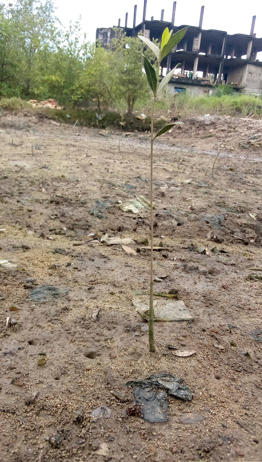 tree
