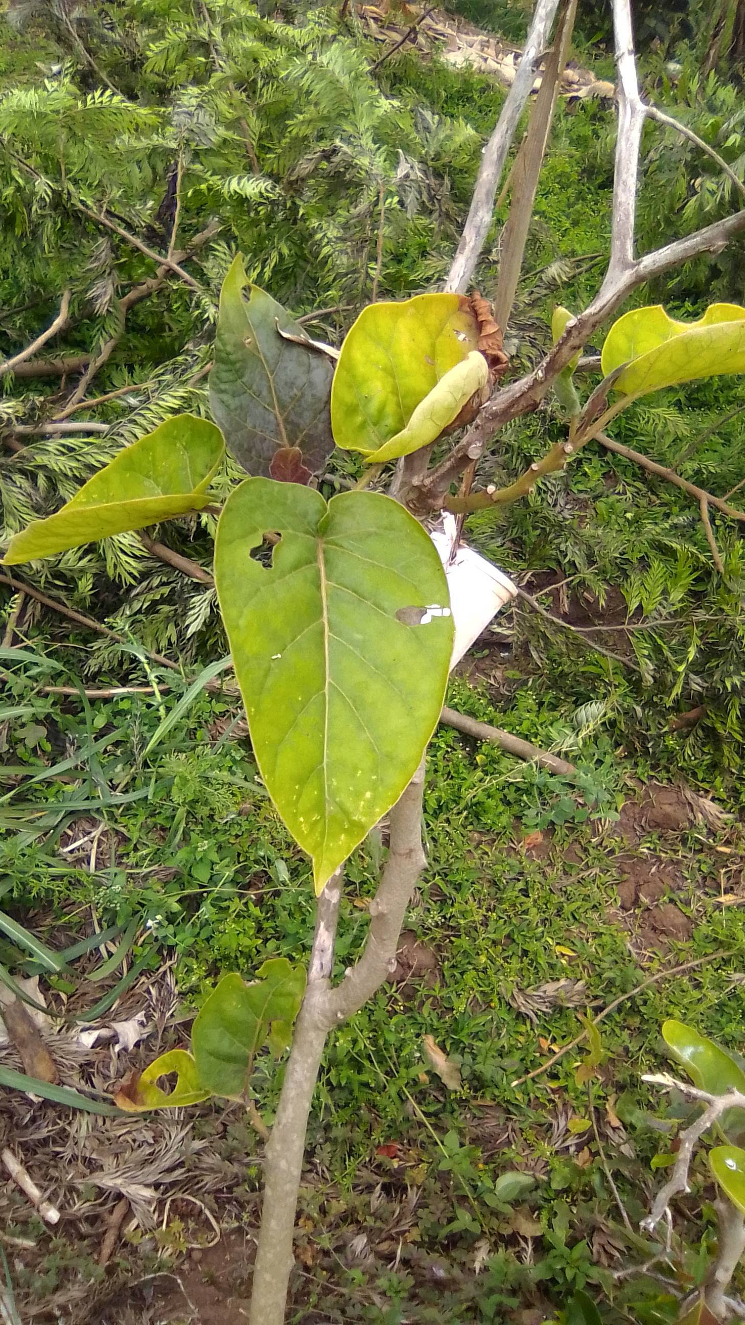 tree