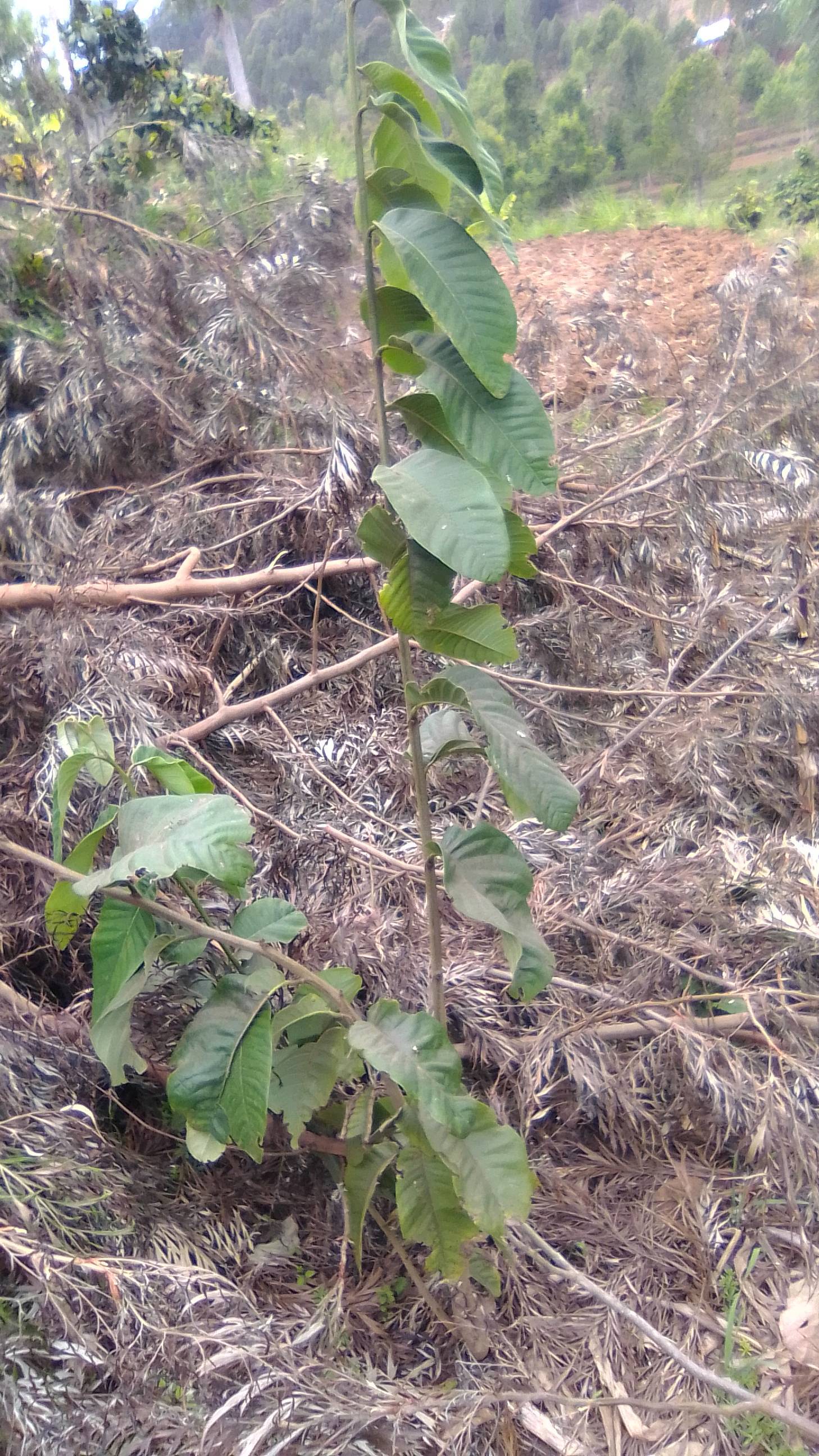 tree