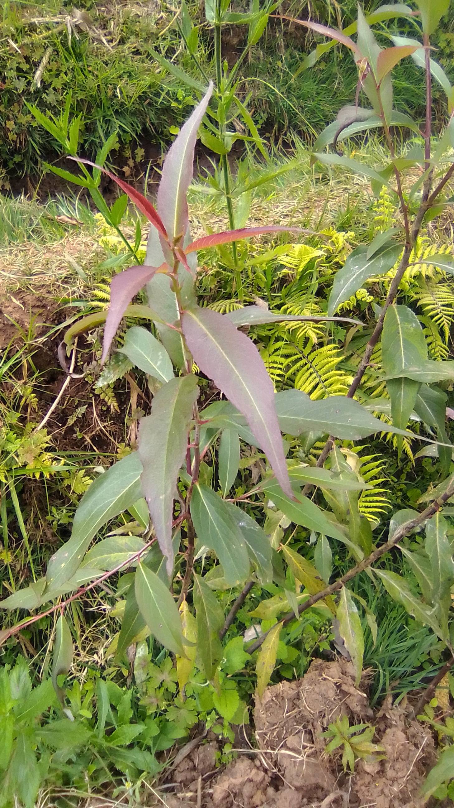 tree
