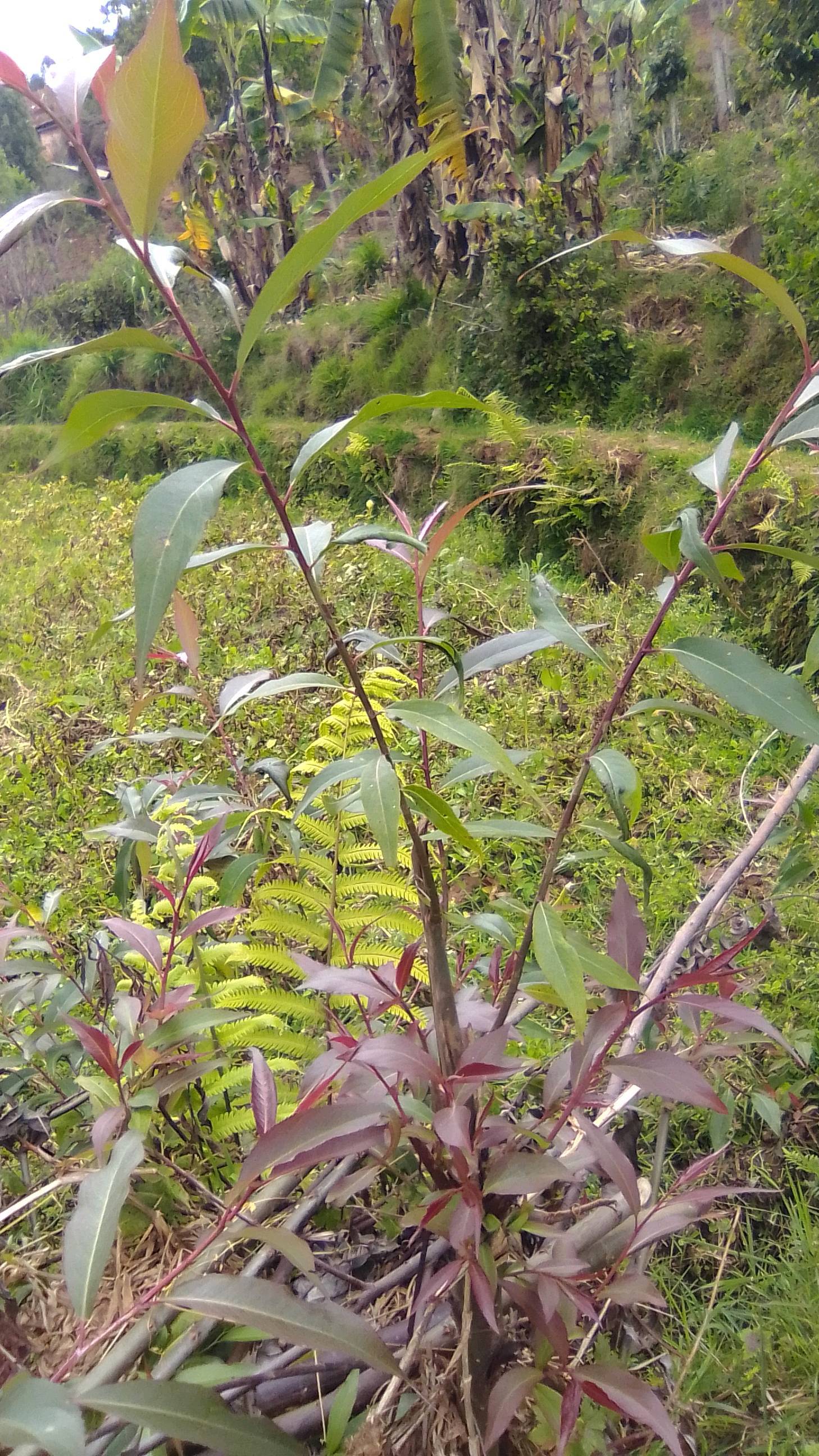 tree