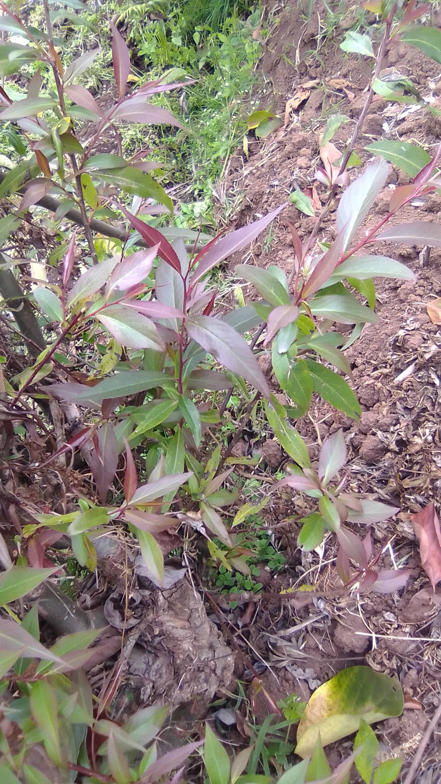 tree