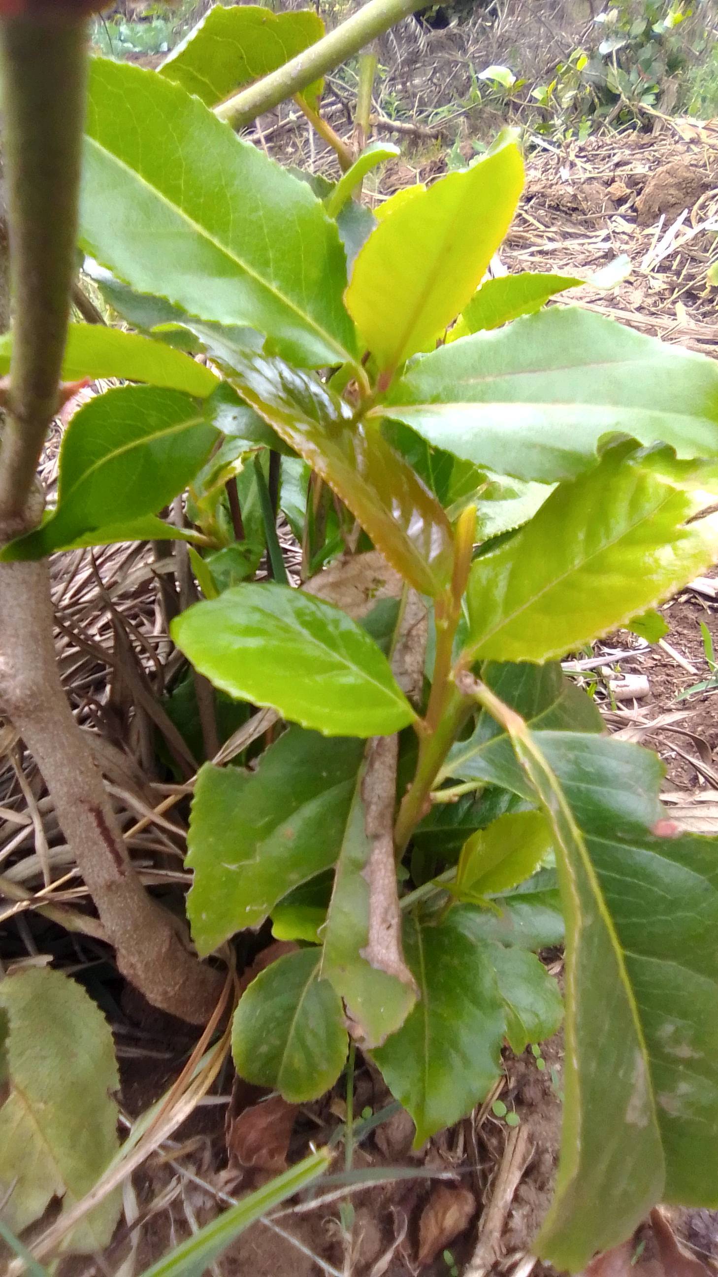 tree