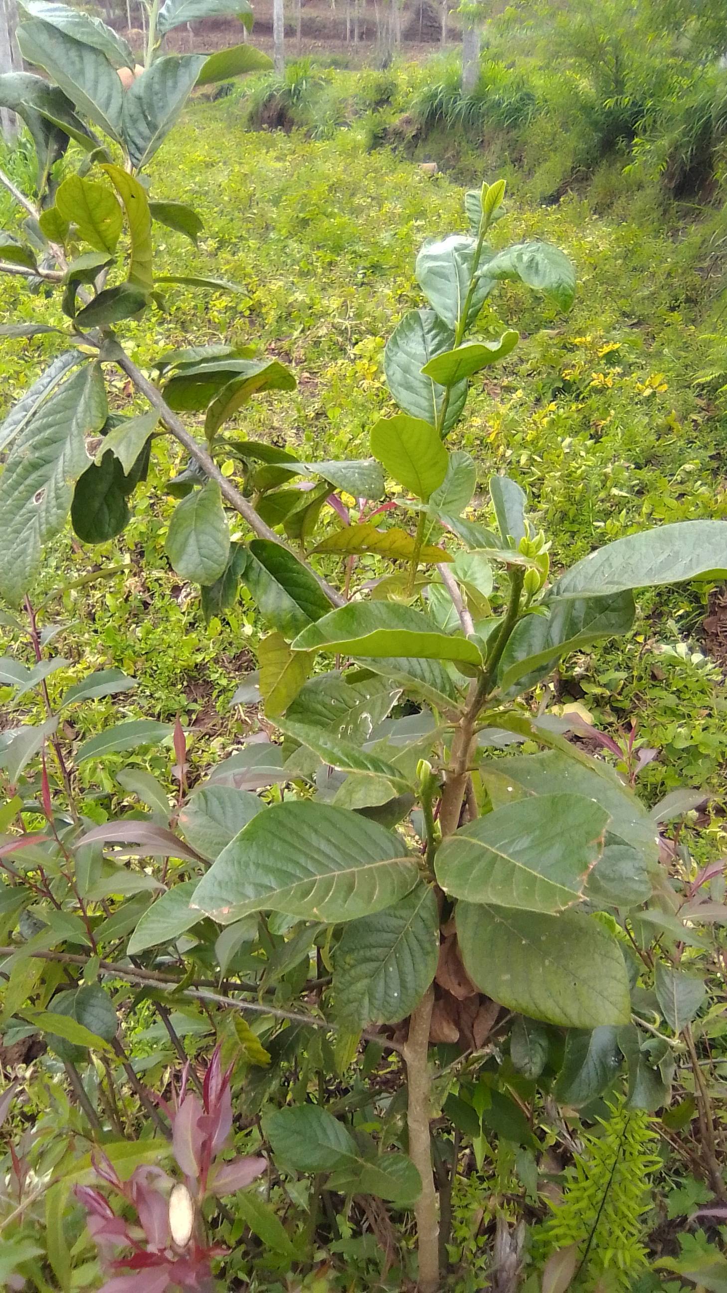 tree