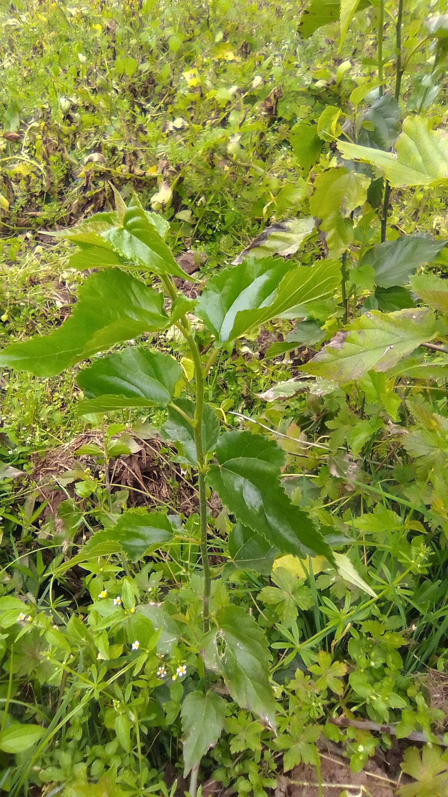 tree