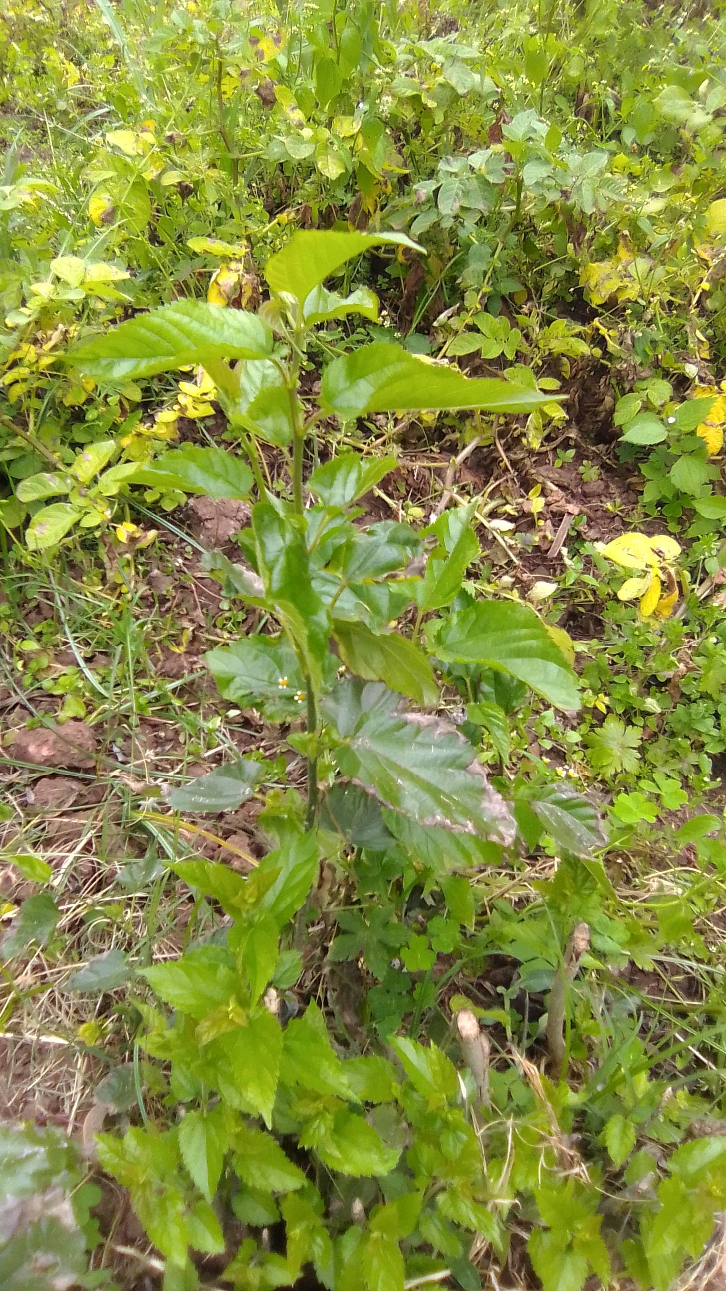 tree