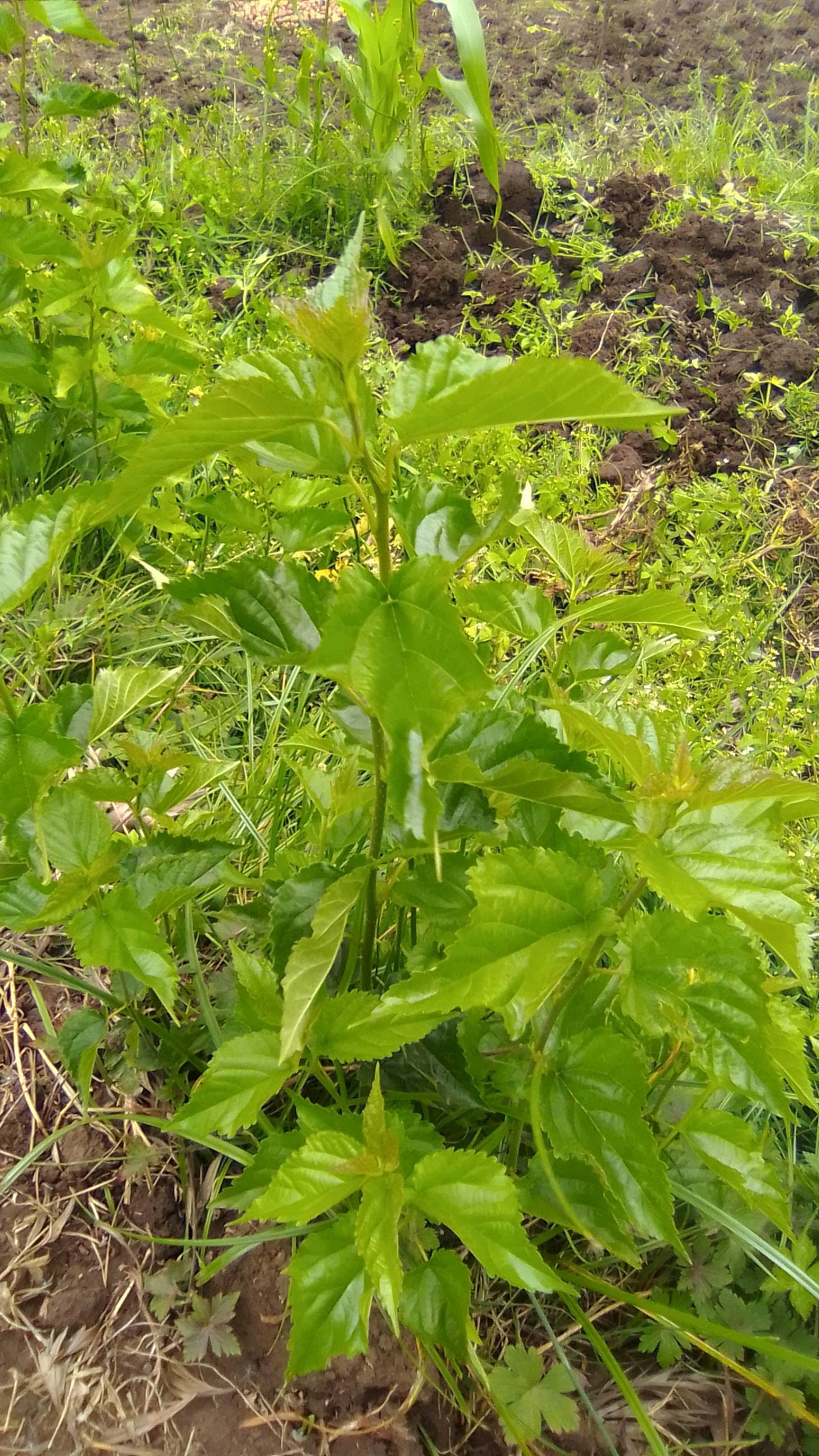 tree