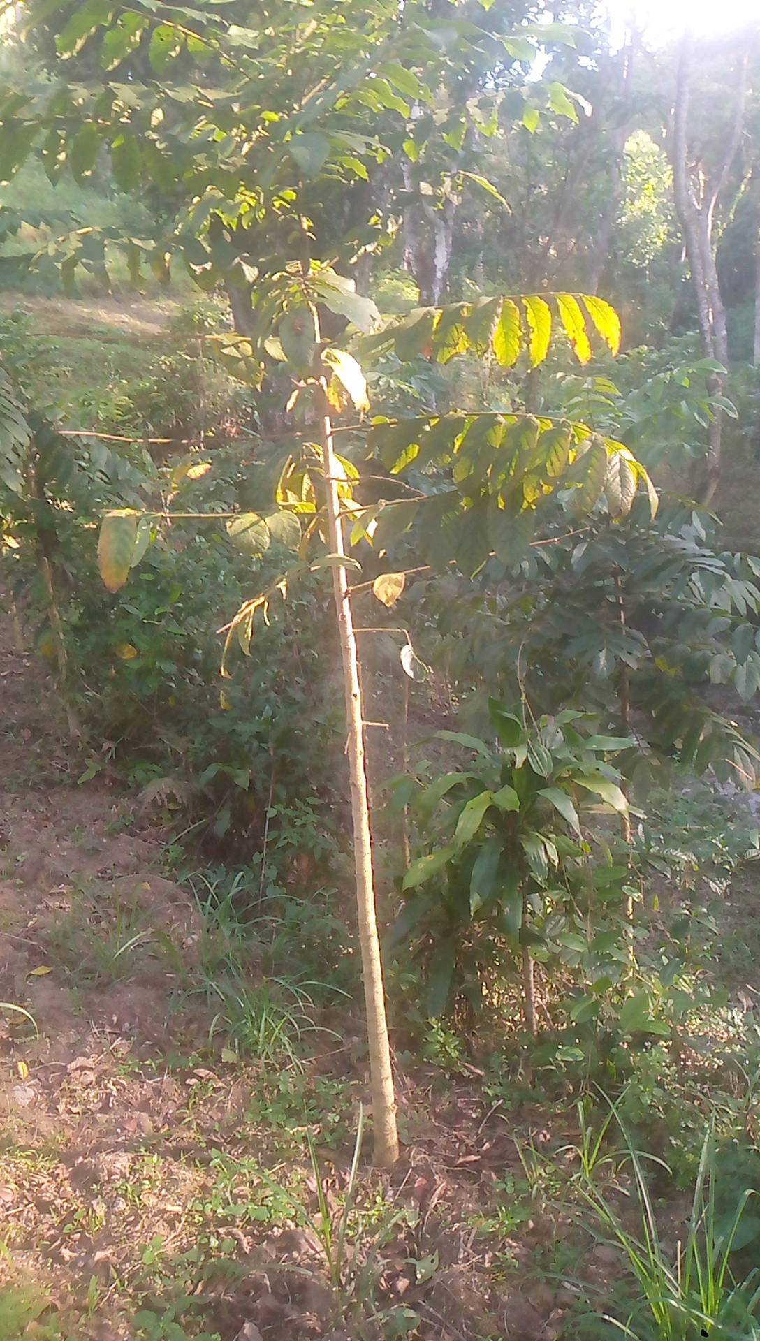 tree