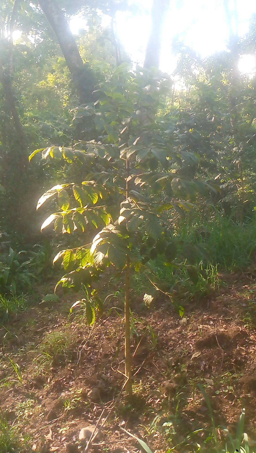 tree