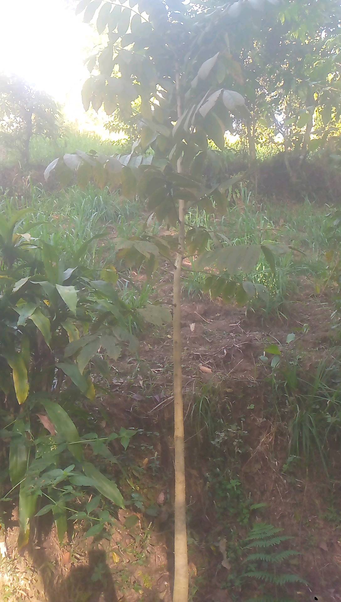 tree