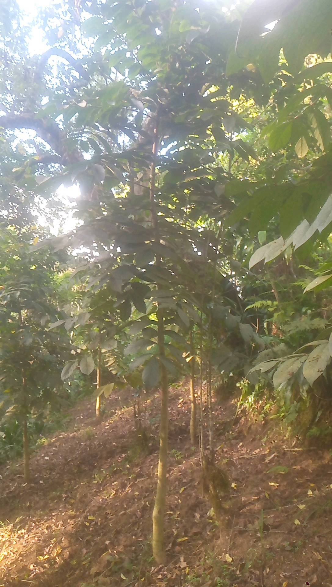 tree