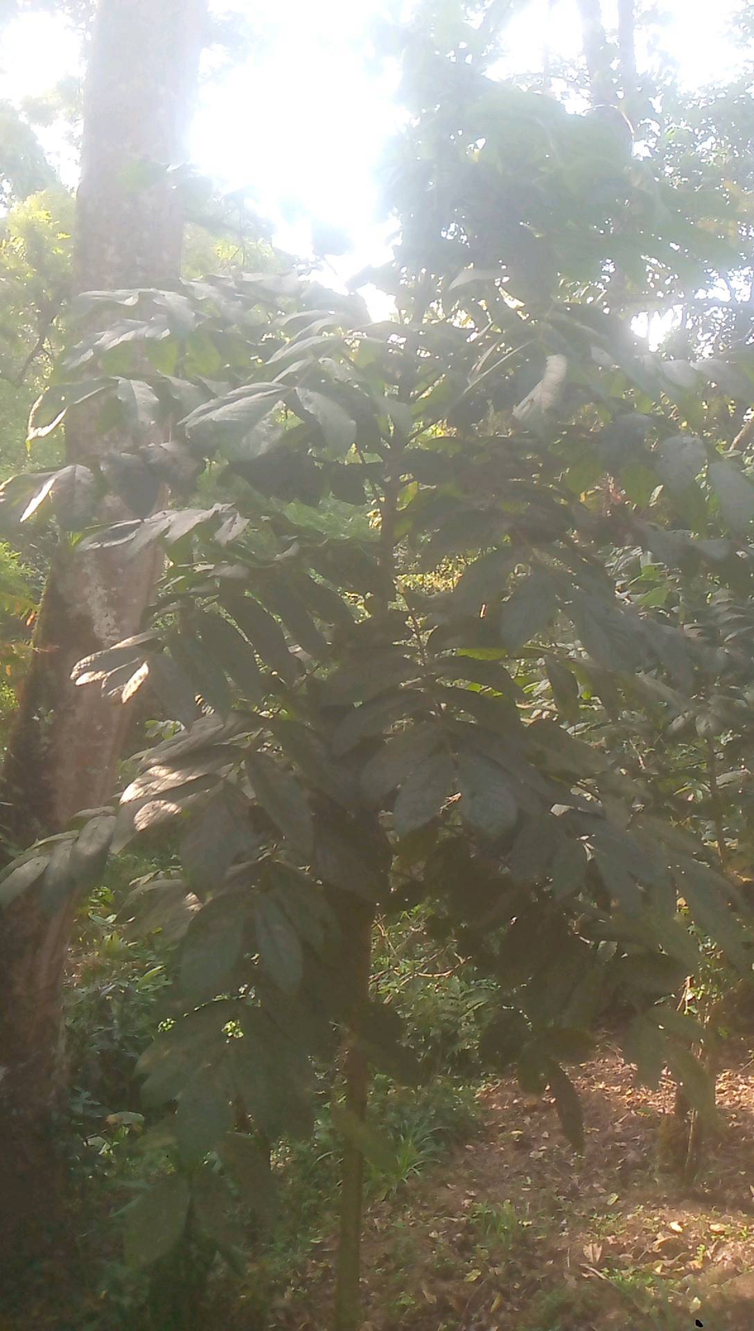 tree