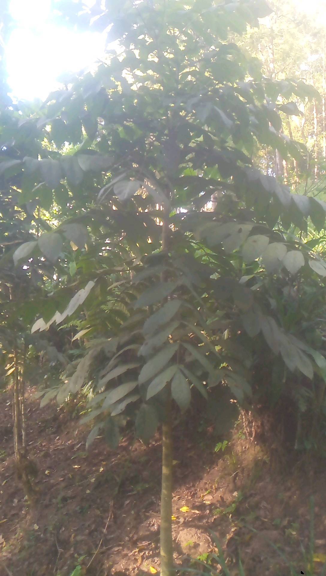 tree