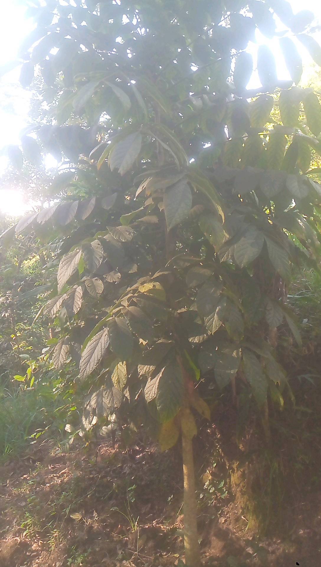 tree