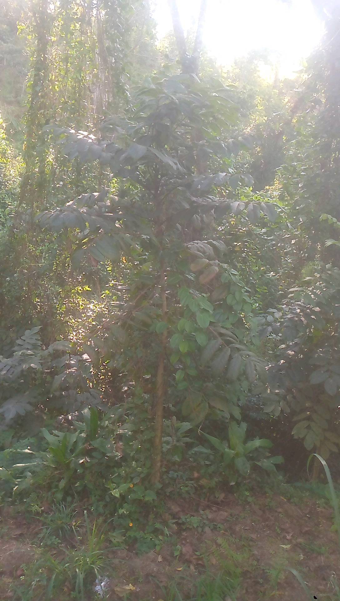 tree