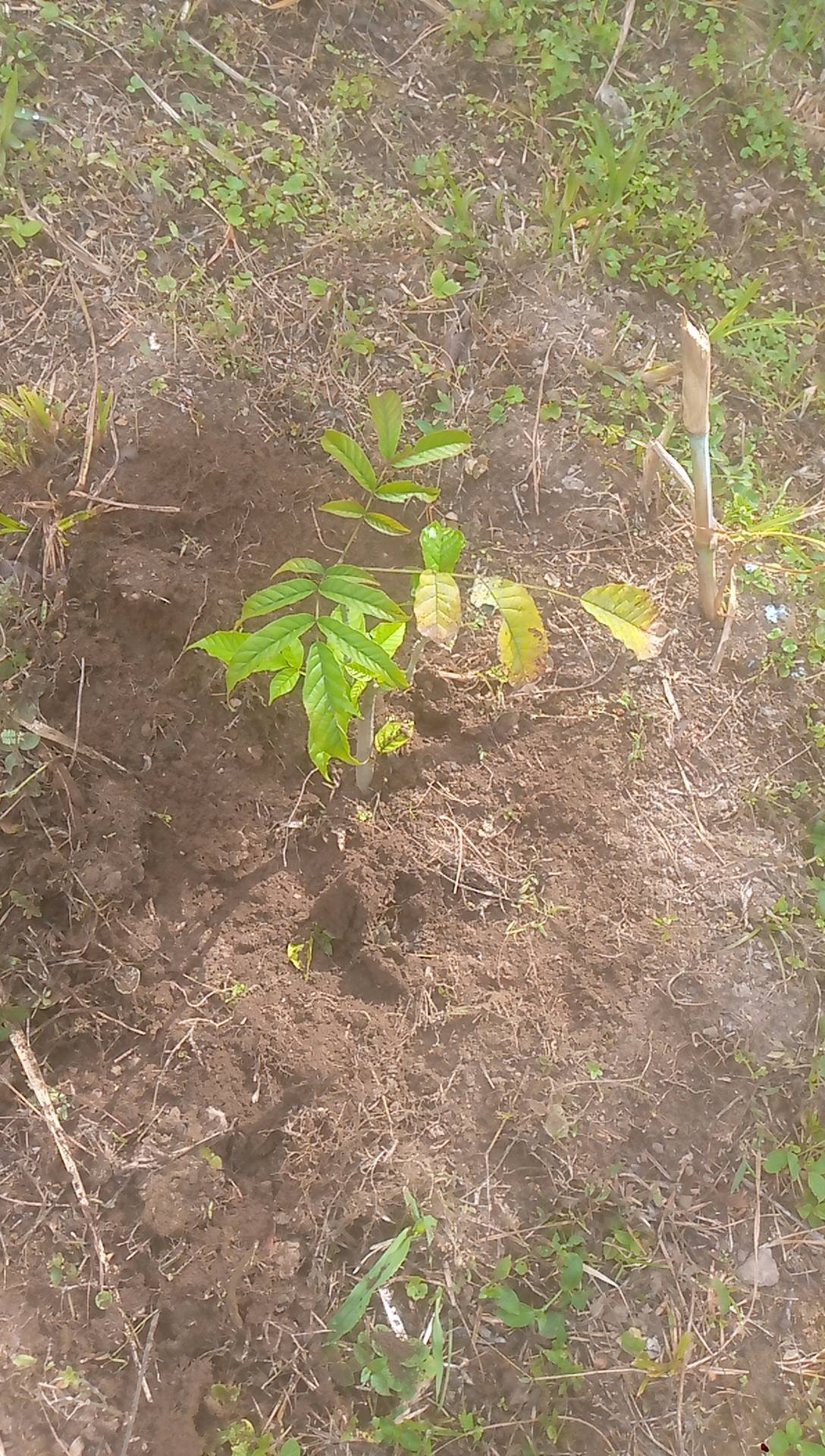 tree