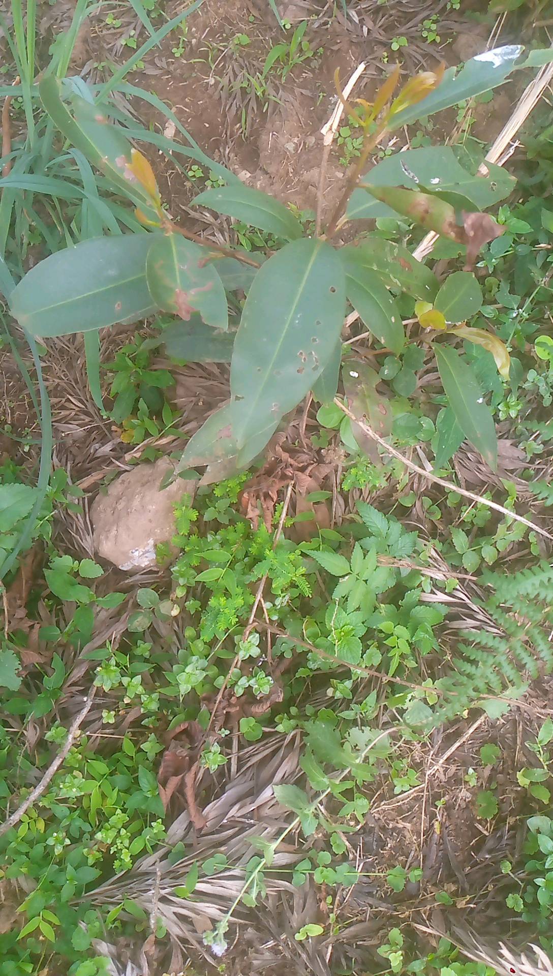 tree