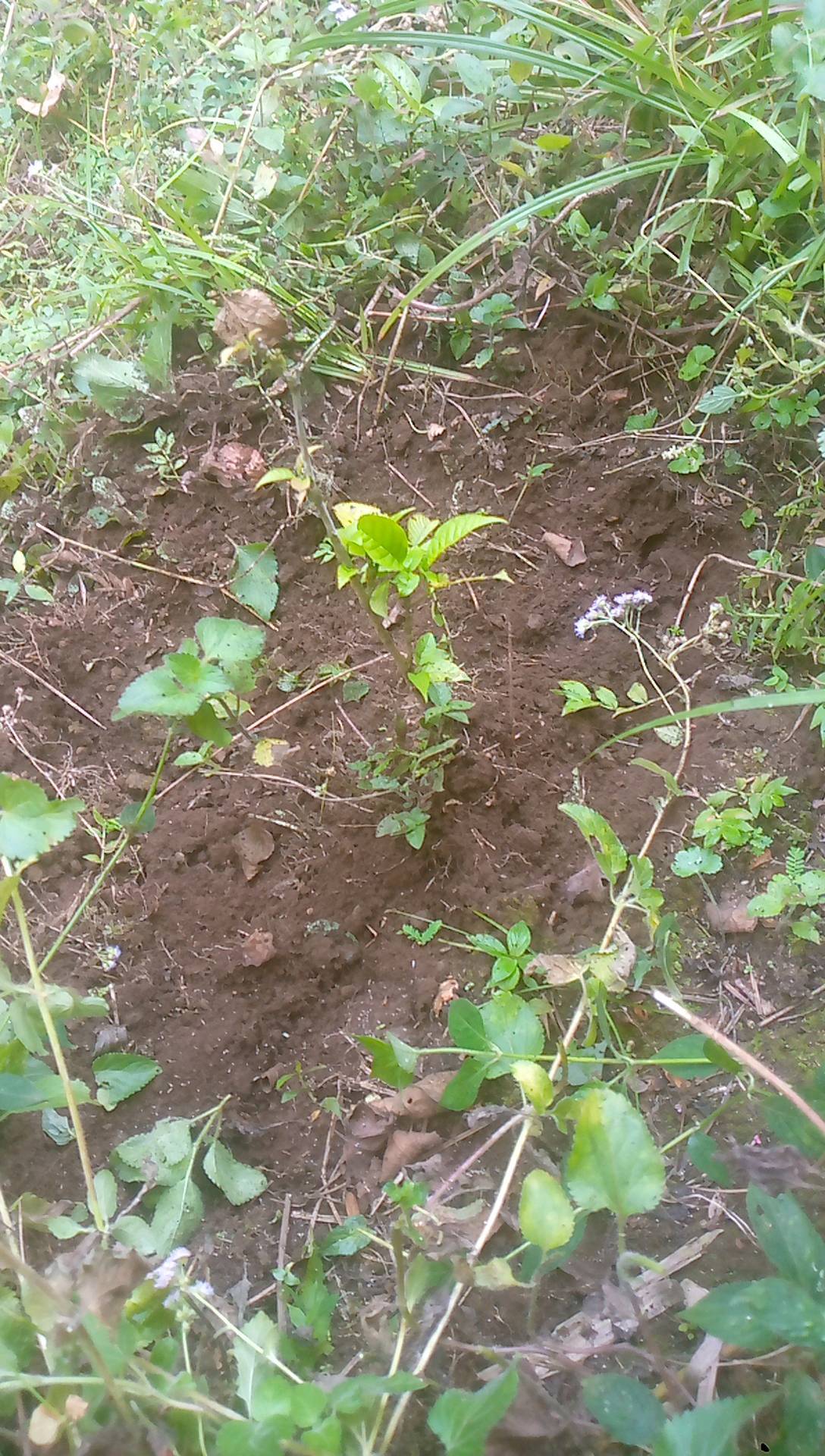 tree