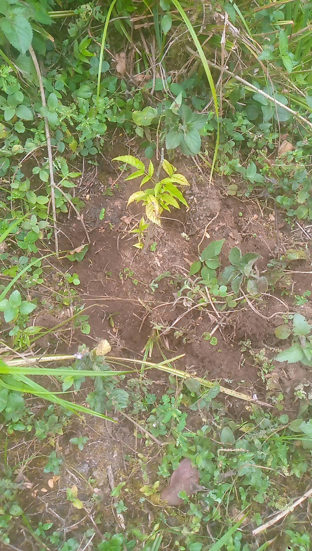tree