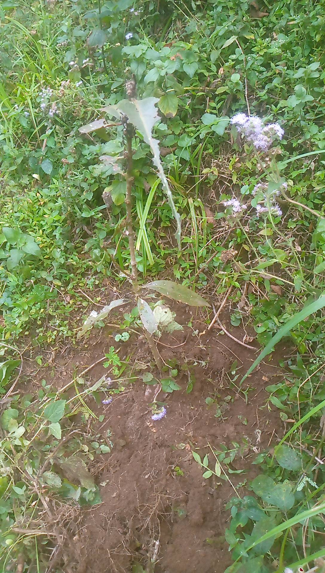 tree