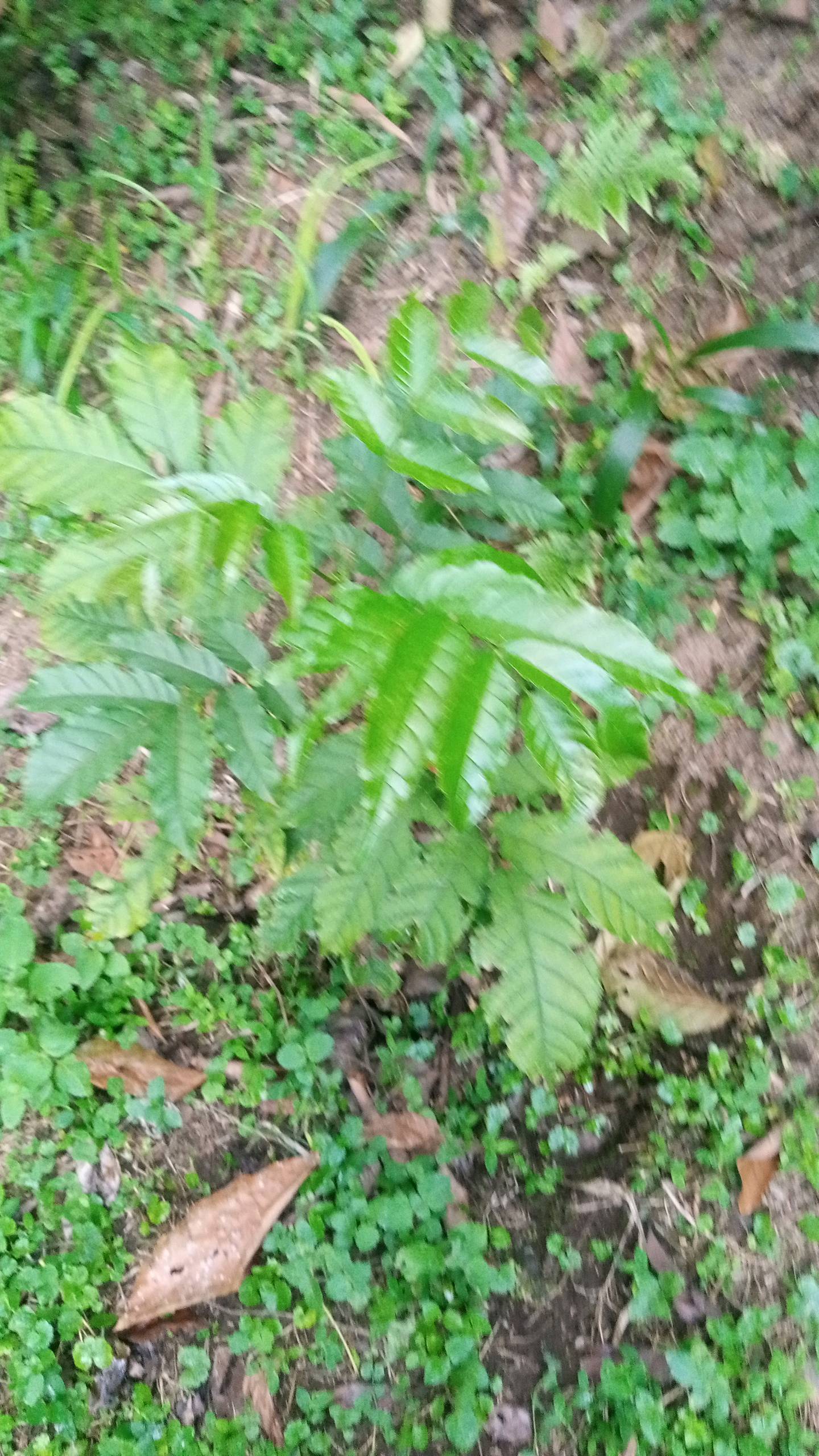 tree