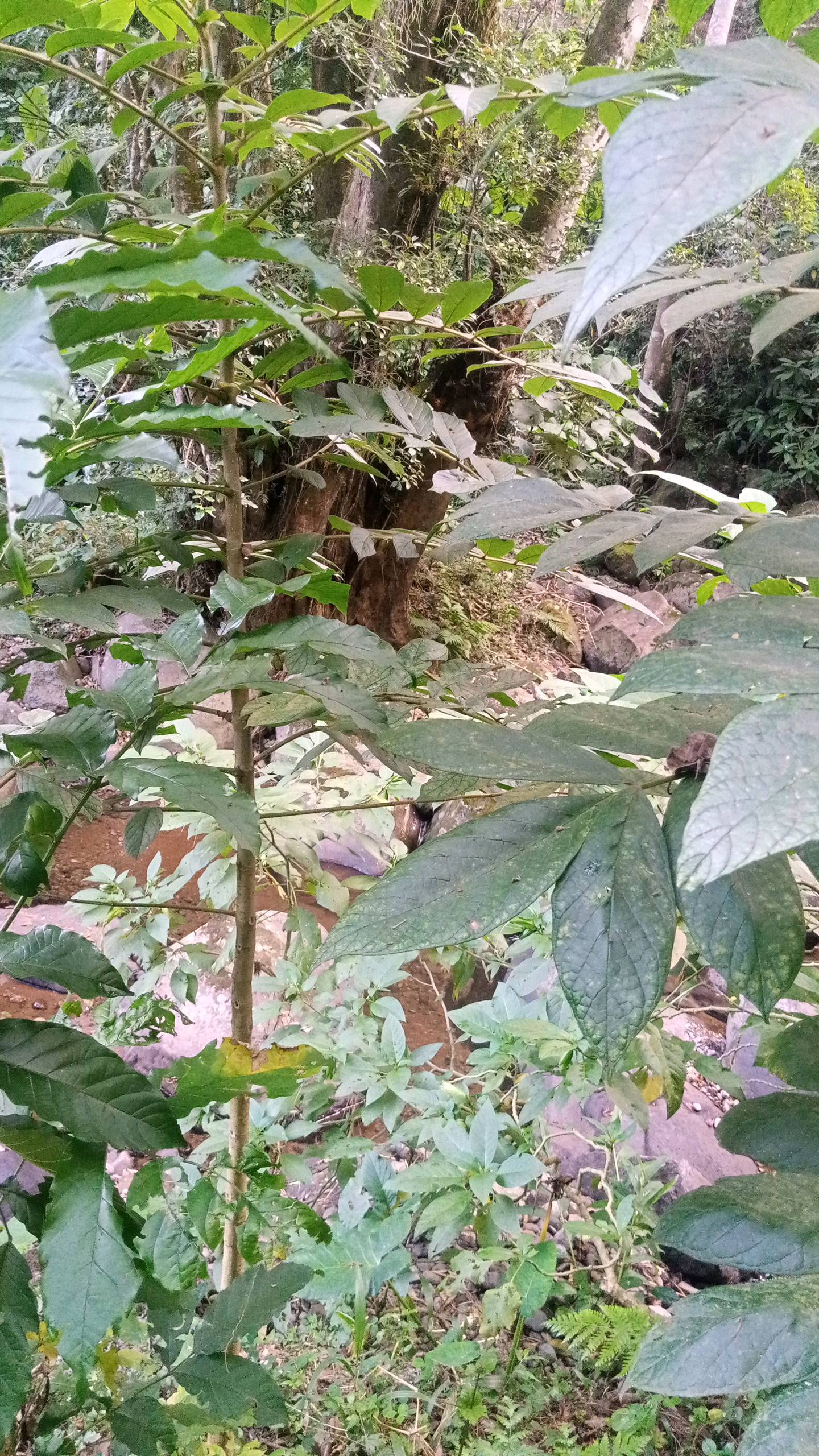 tree