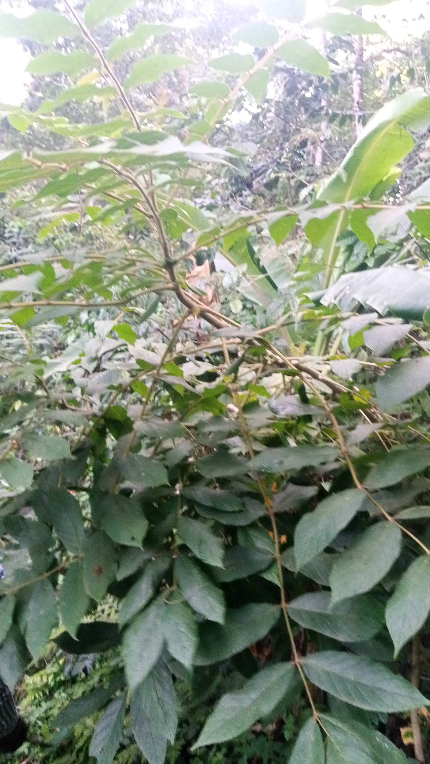 tree
