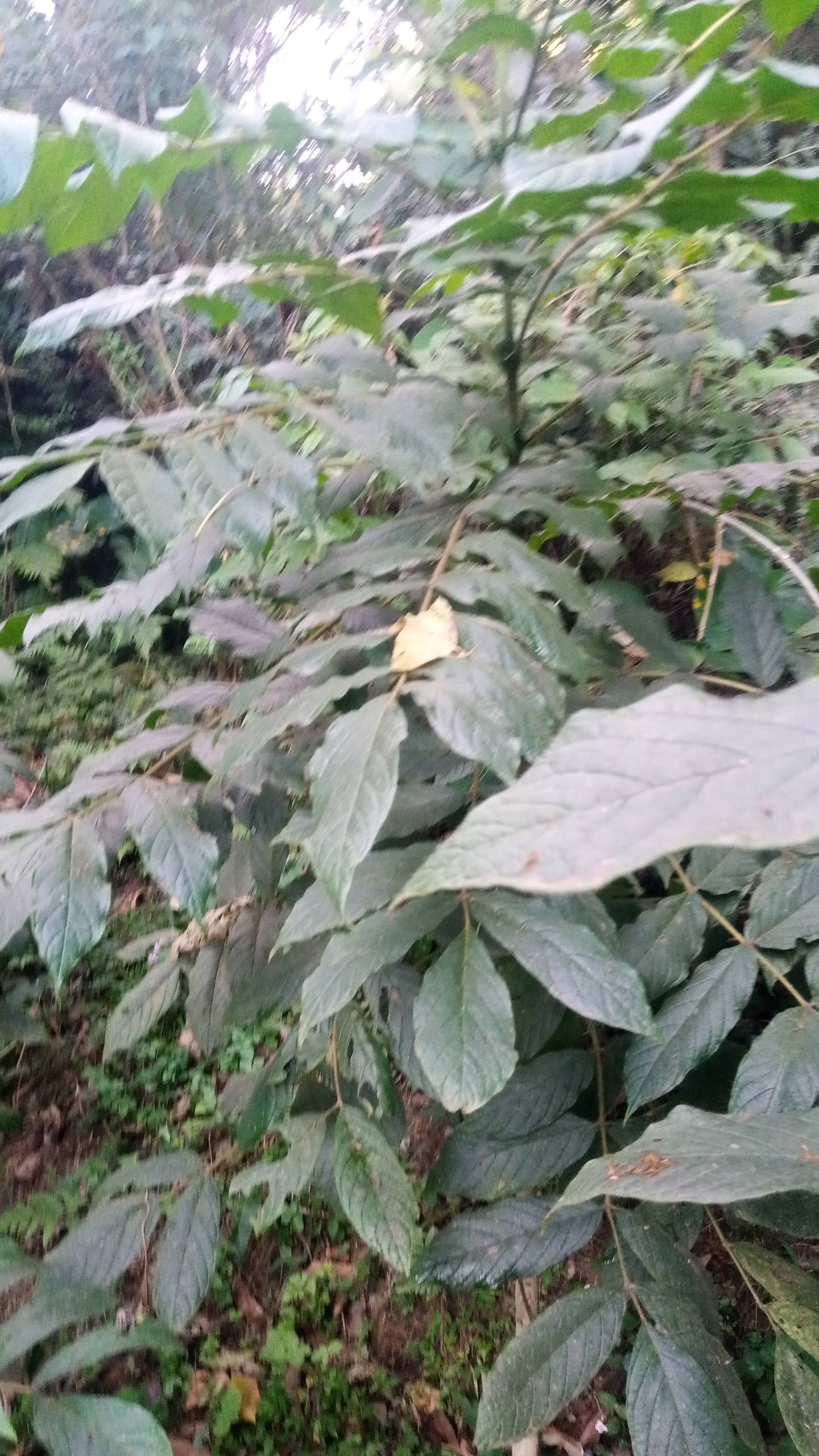tree