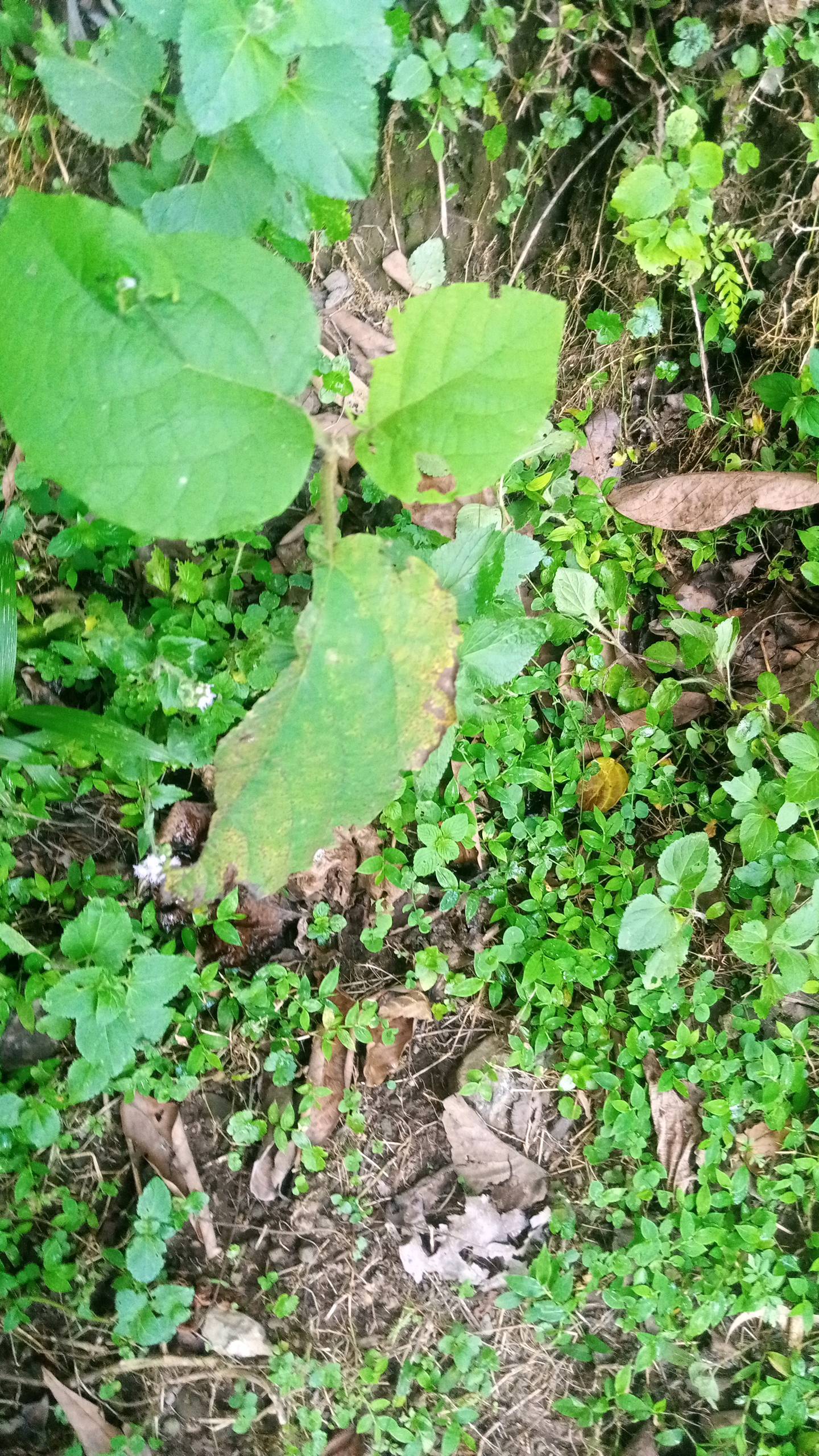 tree