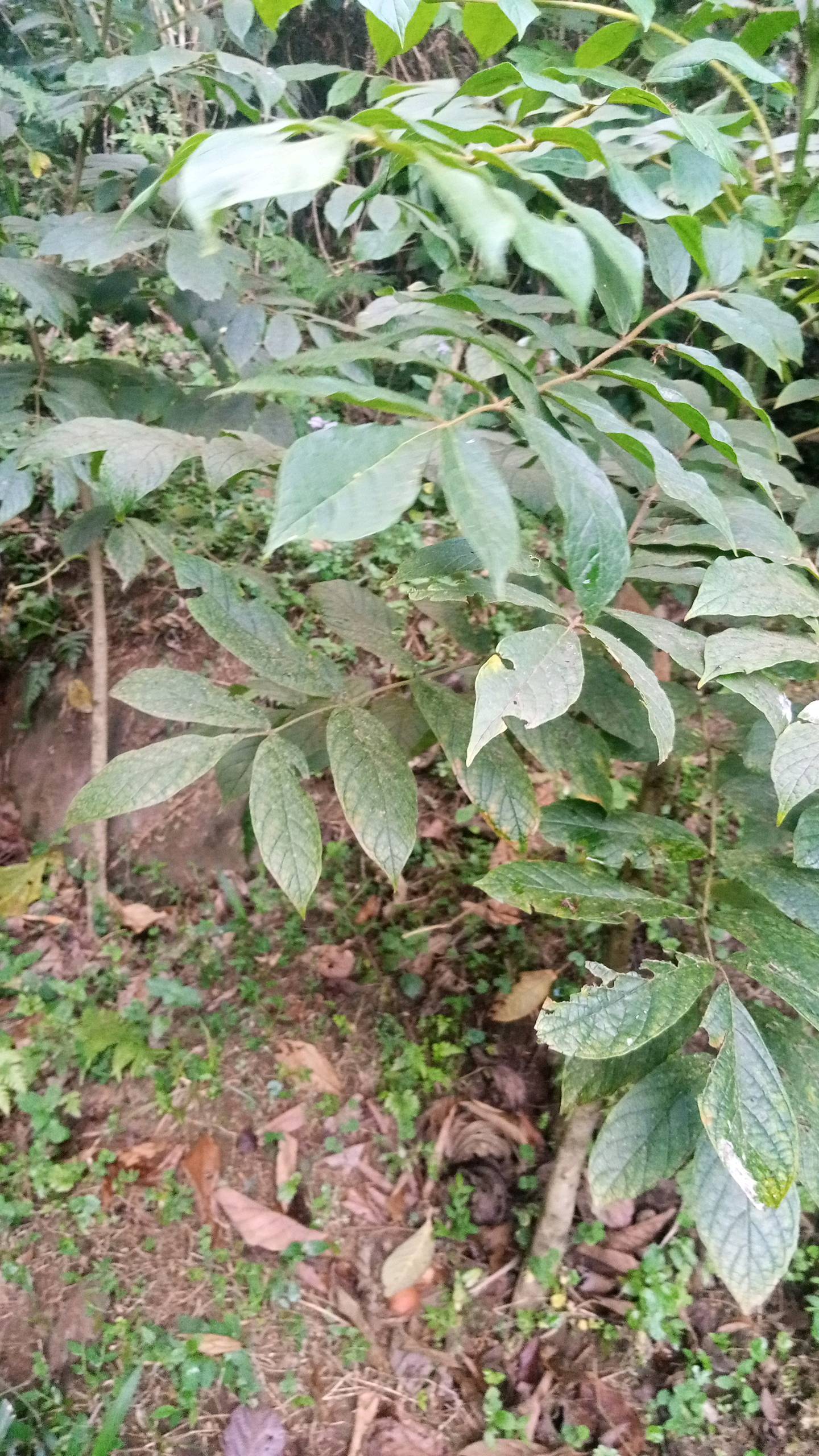 tree