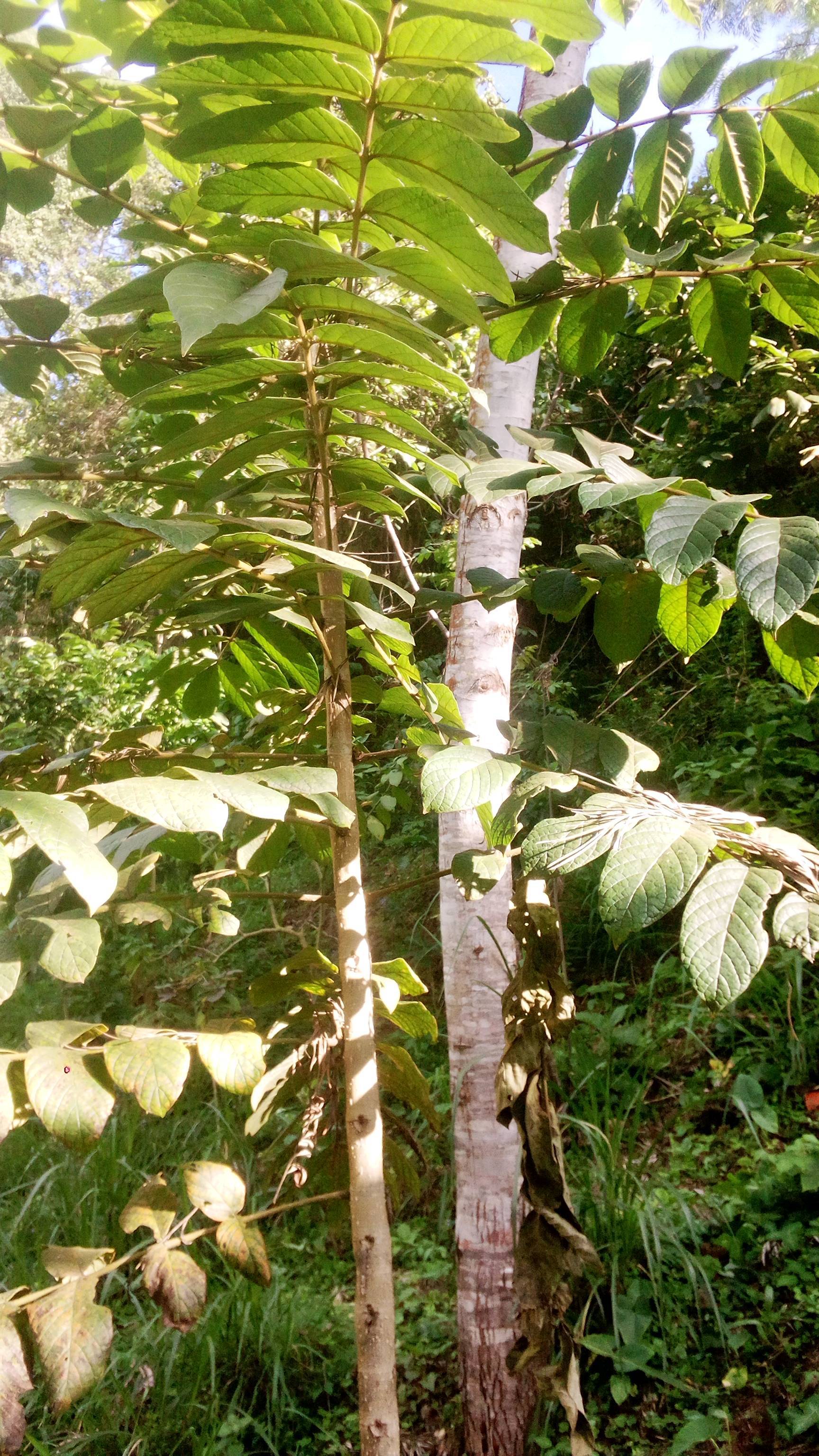 tree