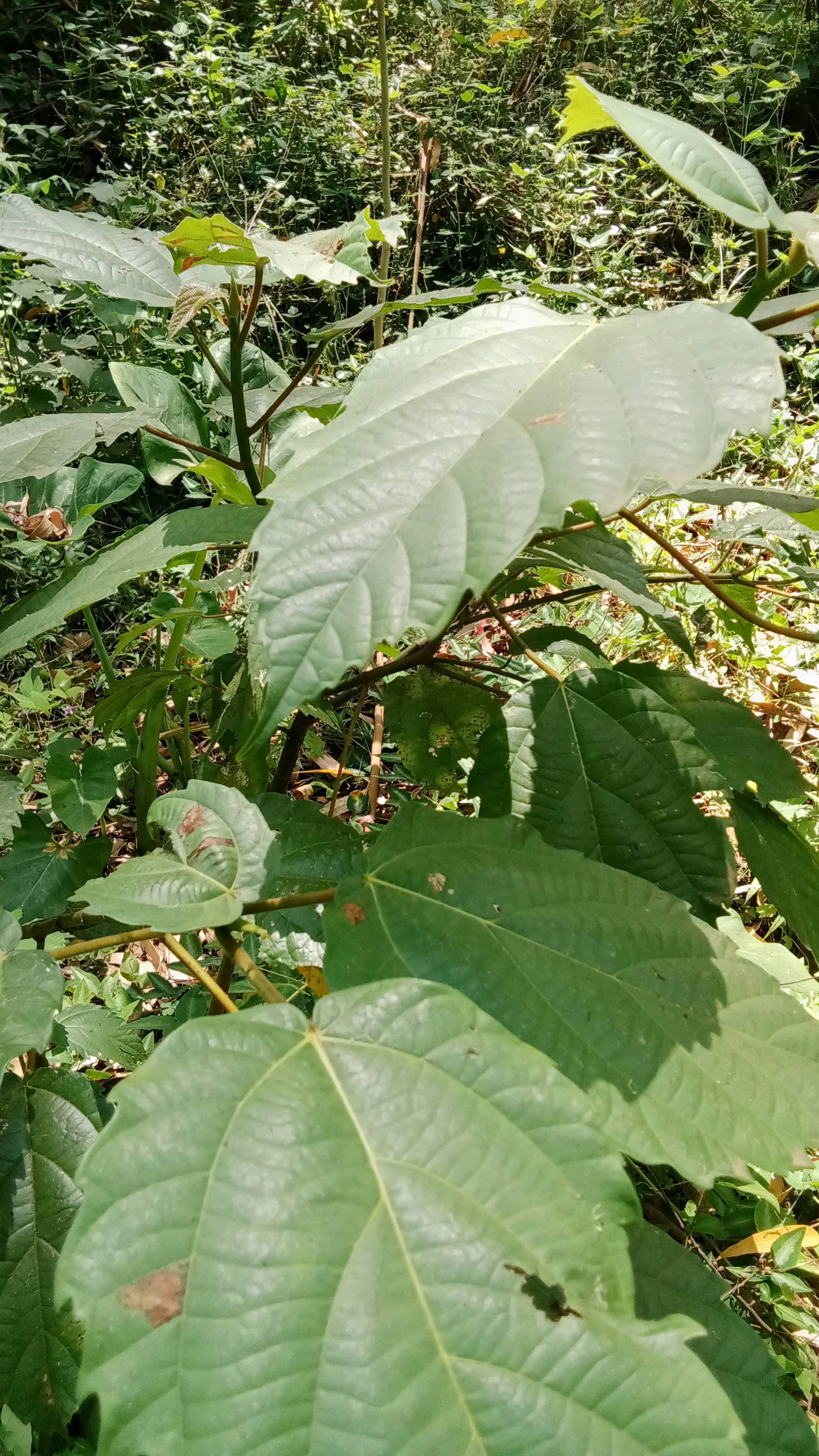 tree