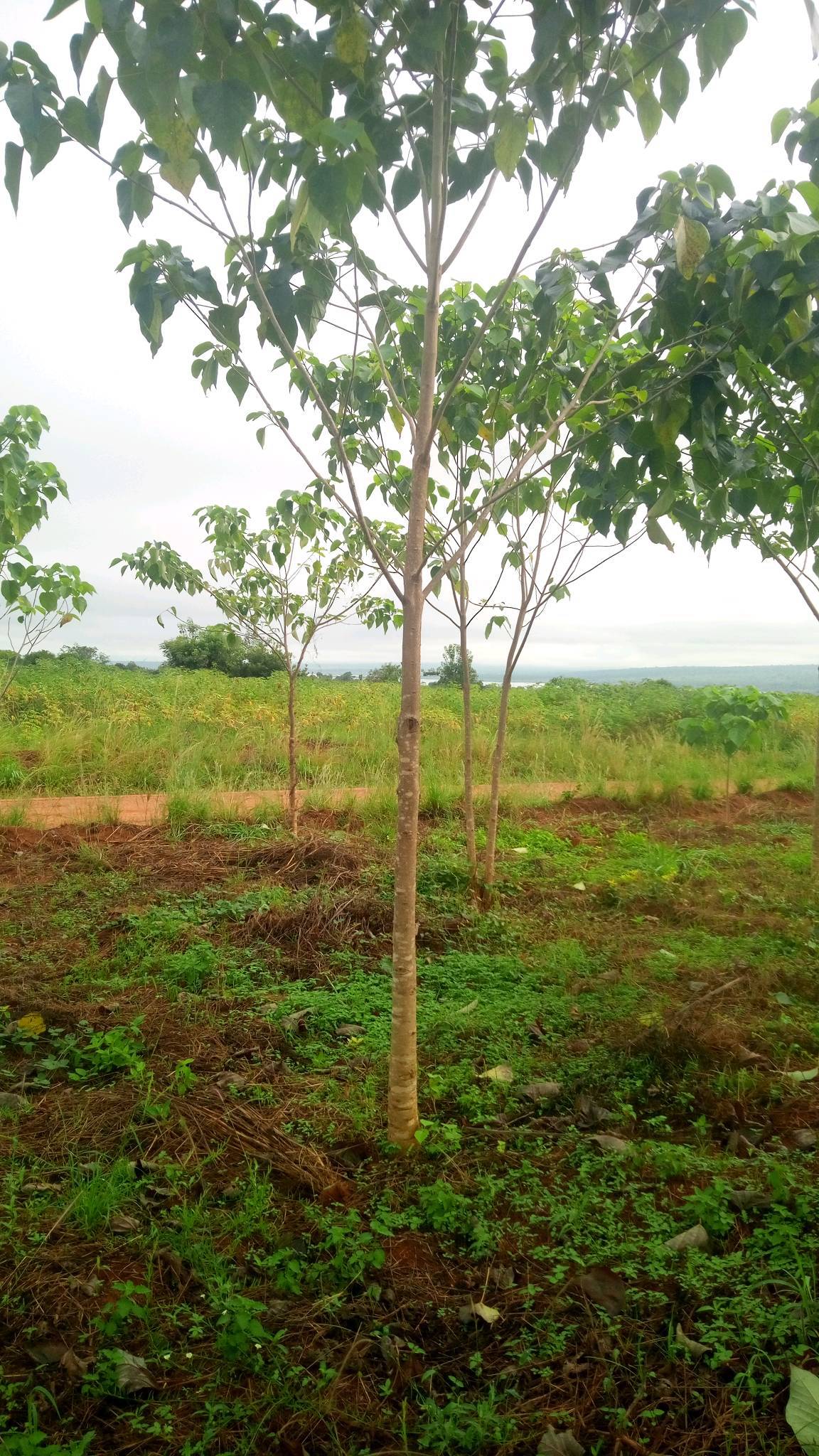 tree