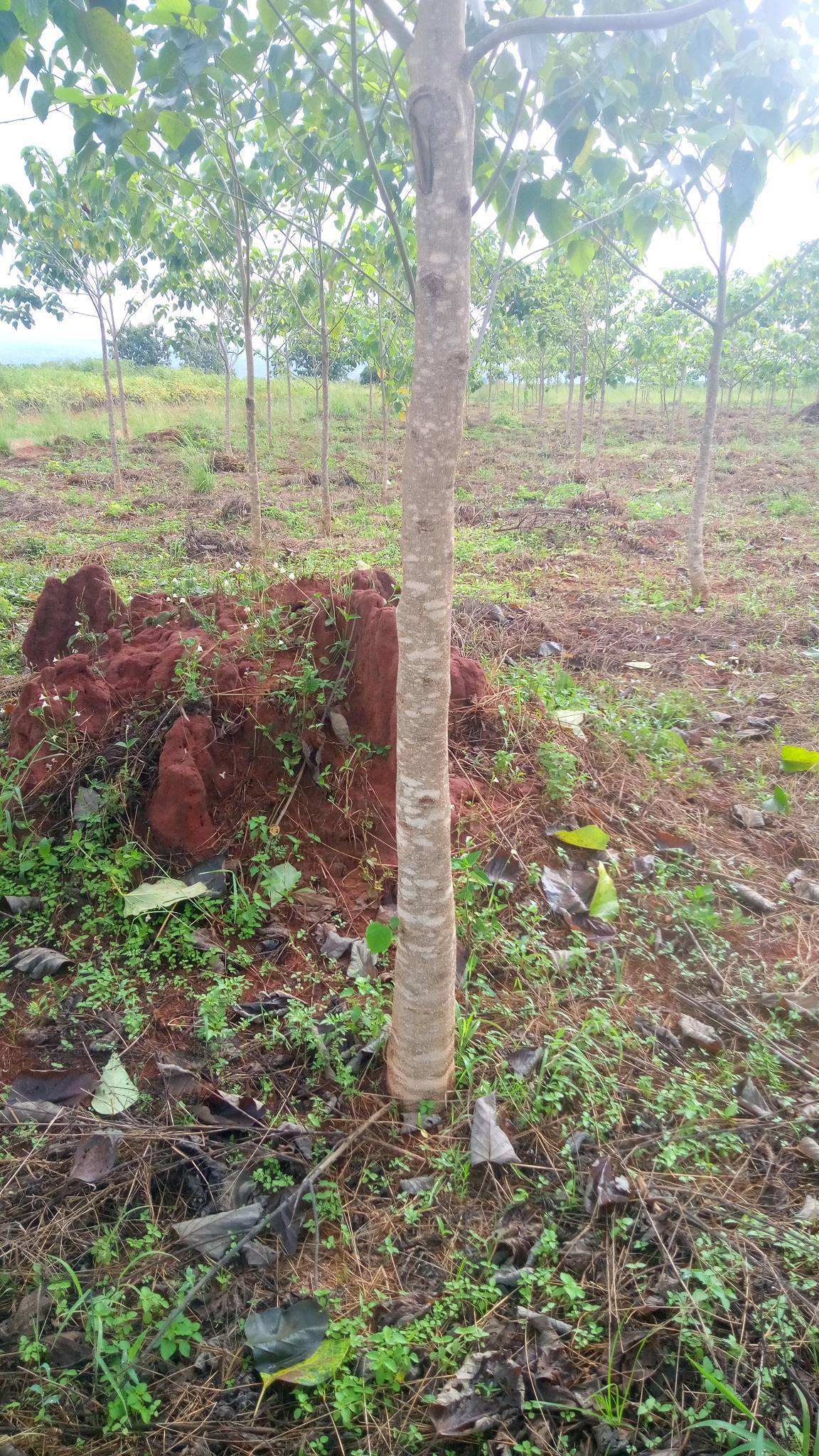tree