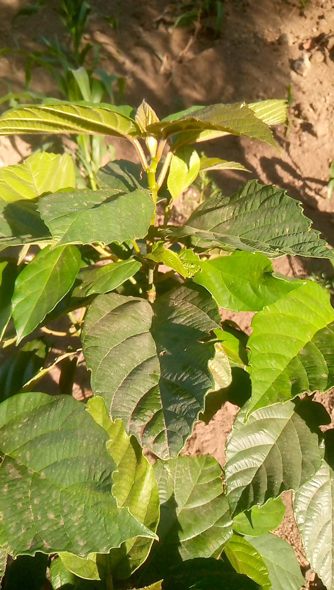 tree
