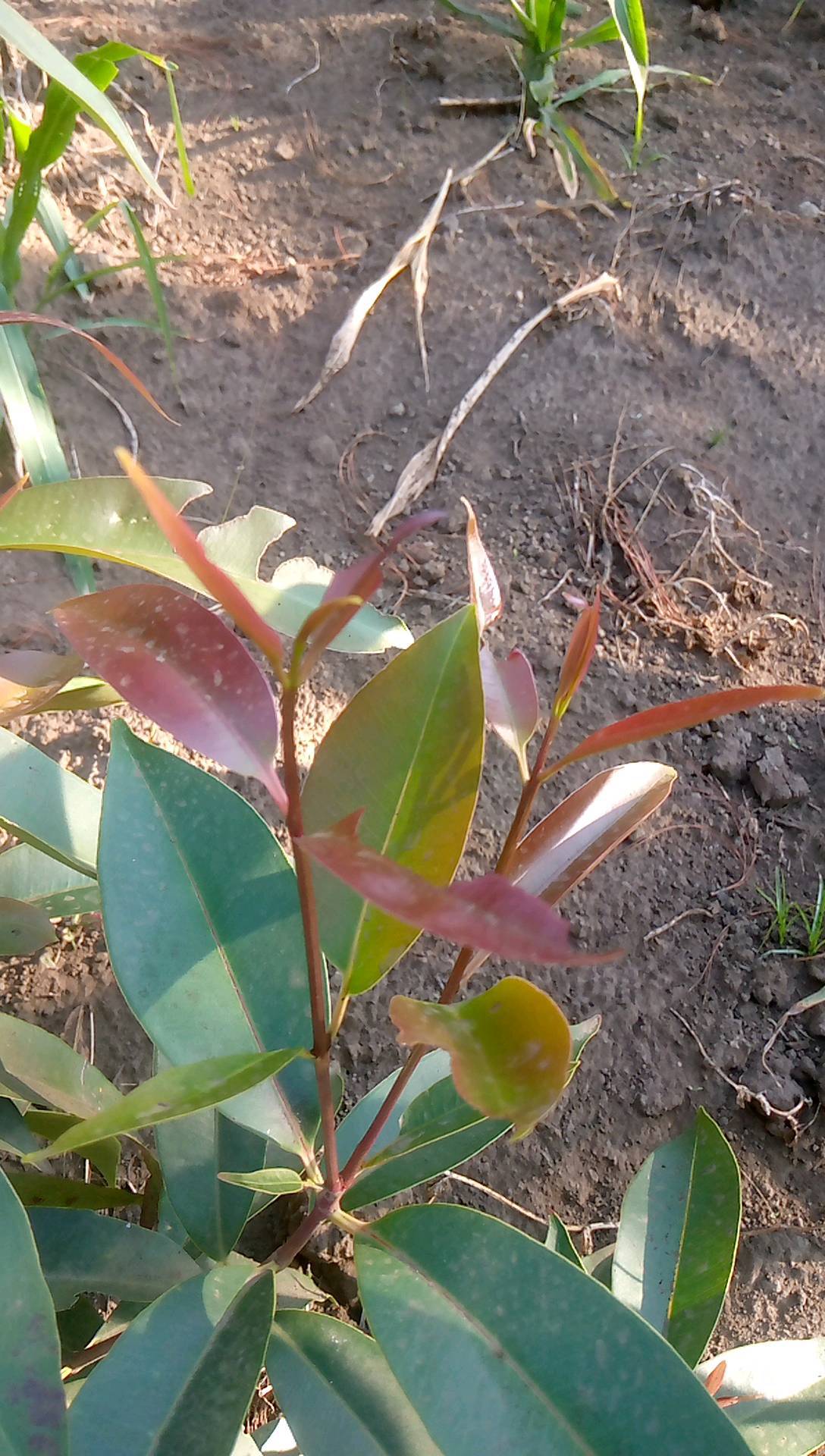 tree