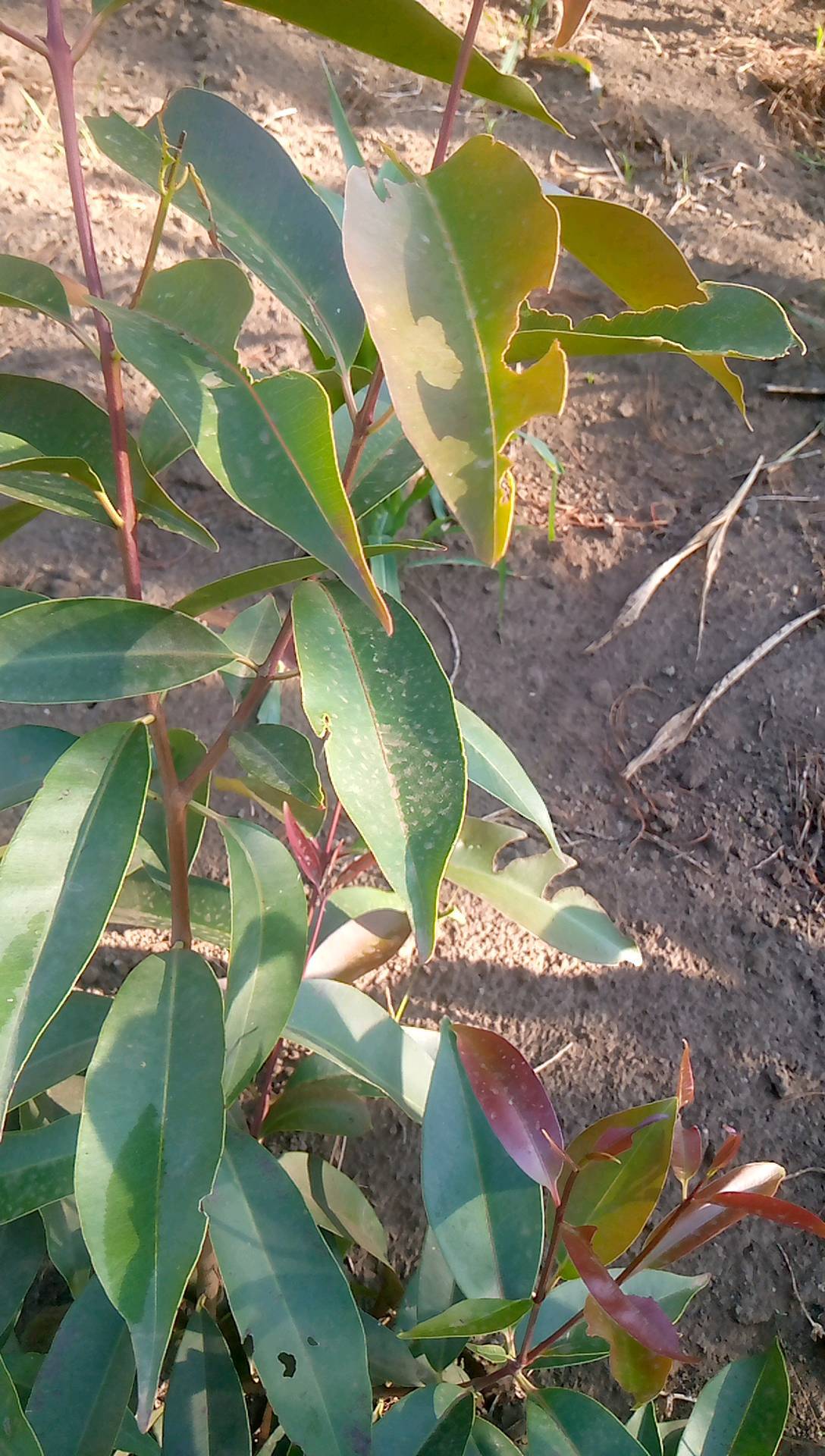 tree