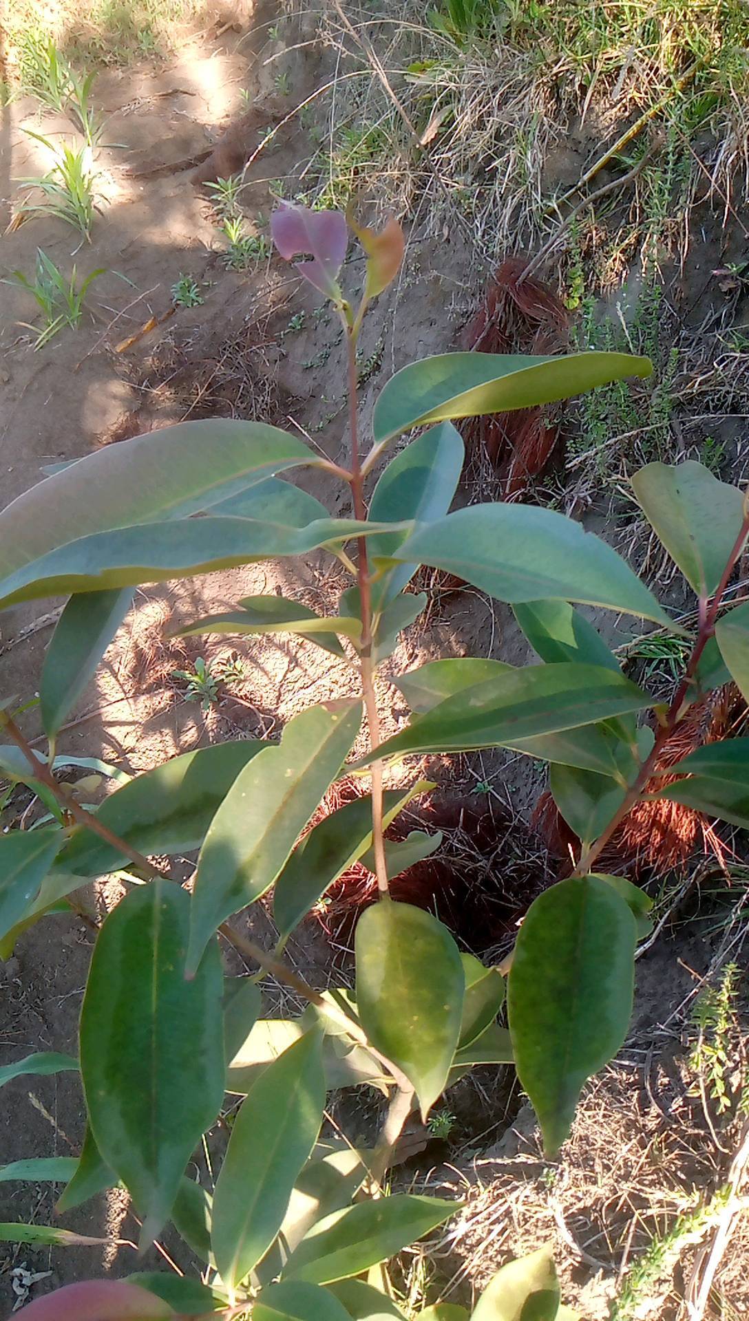tree