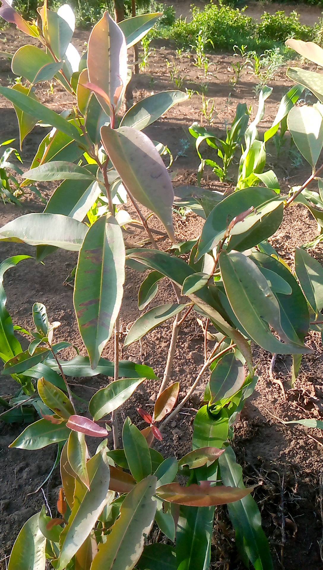 tree