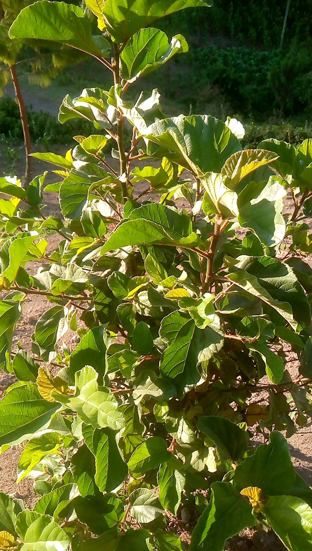 tree