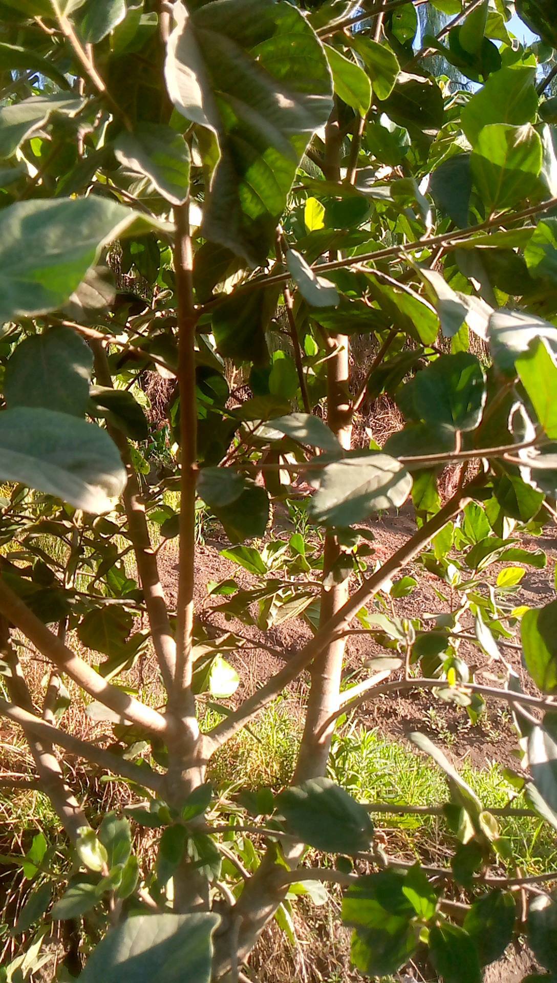 tree