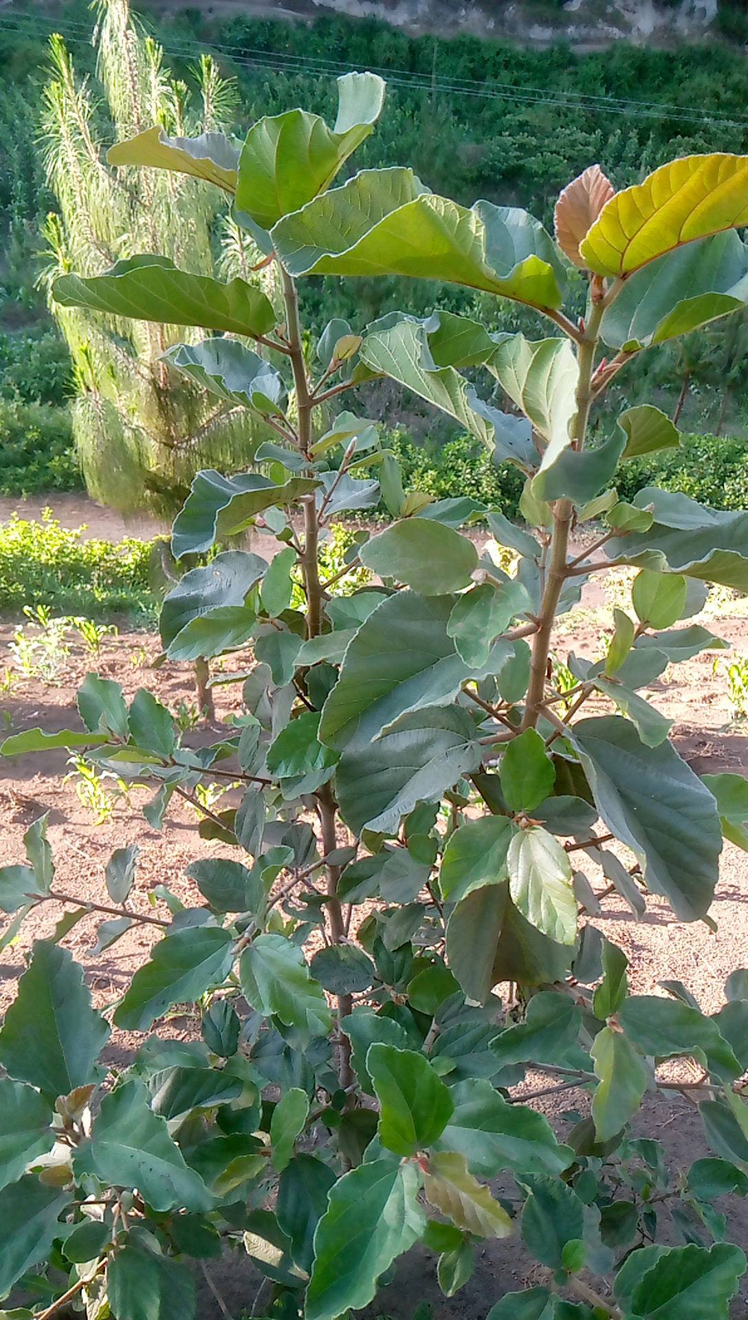 tree