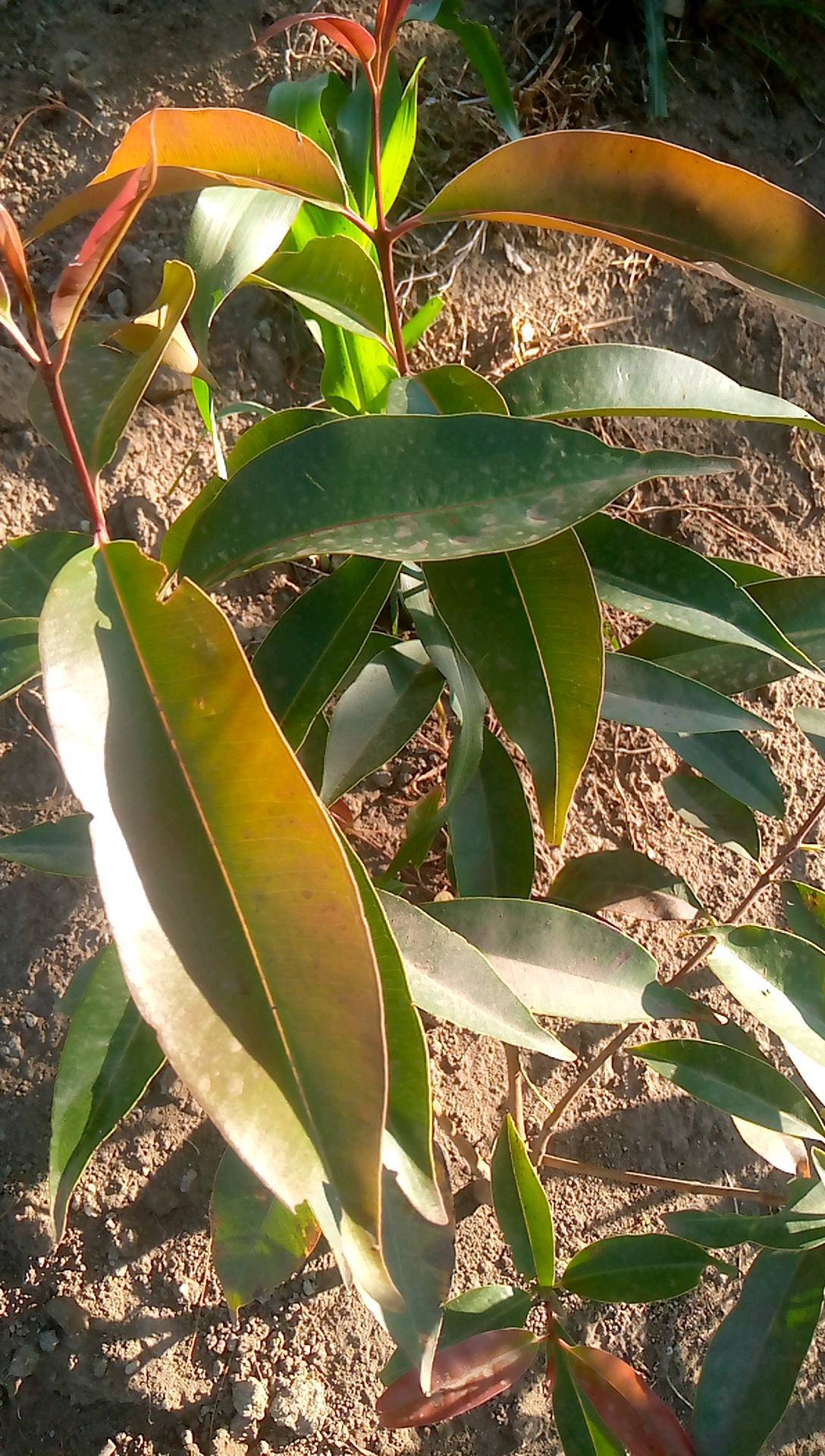 tree
