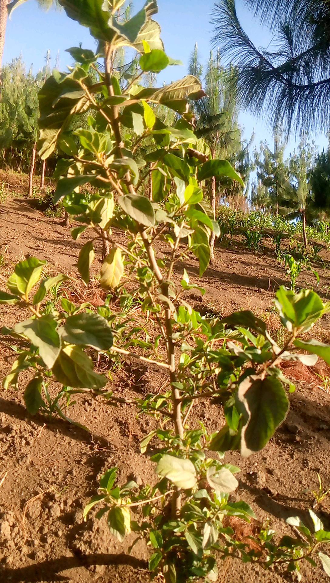 tree