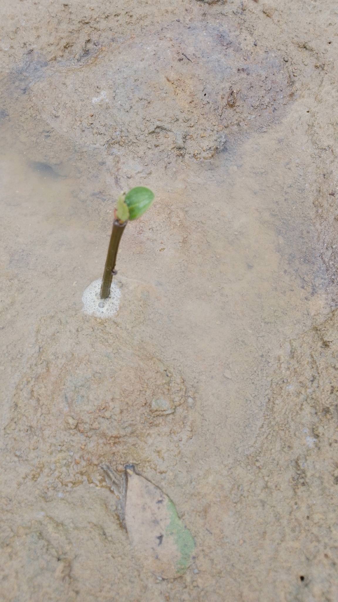 tree