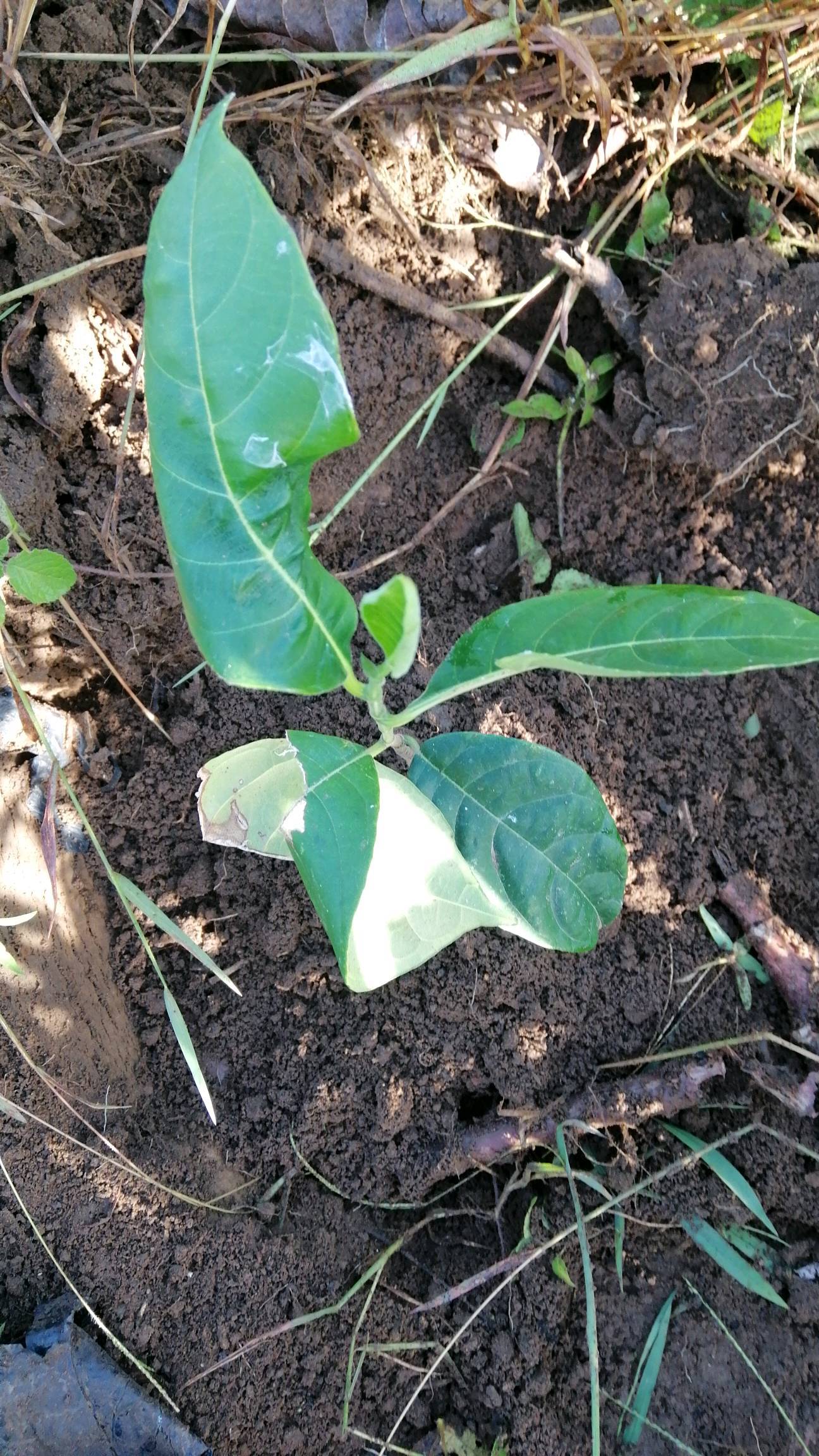 tree