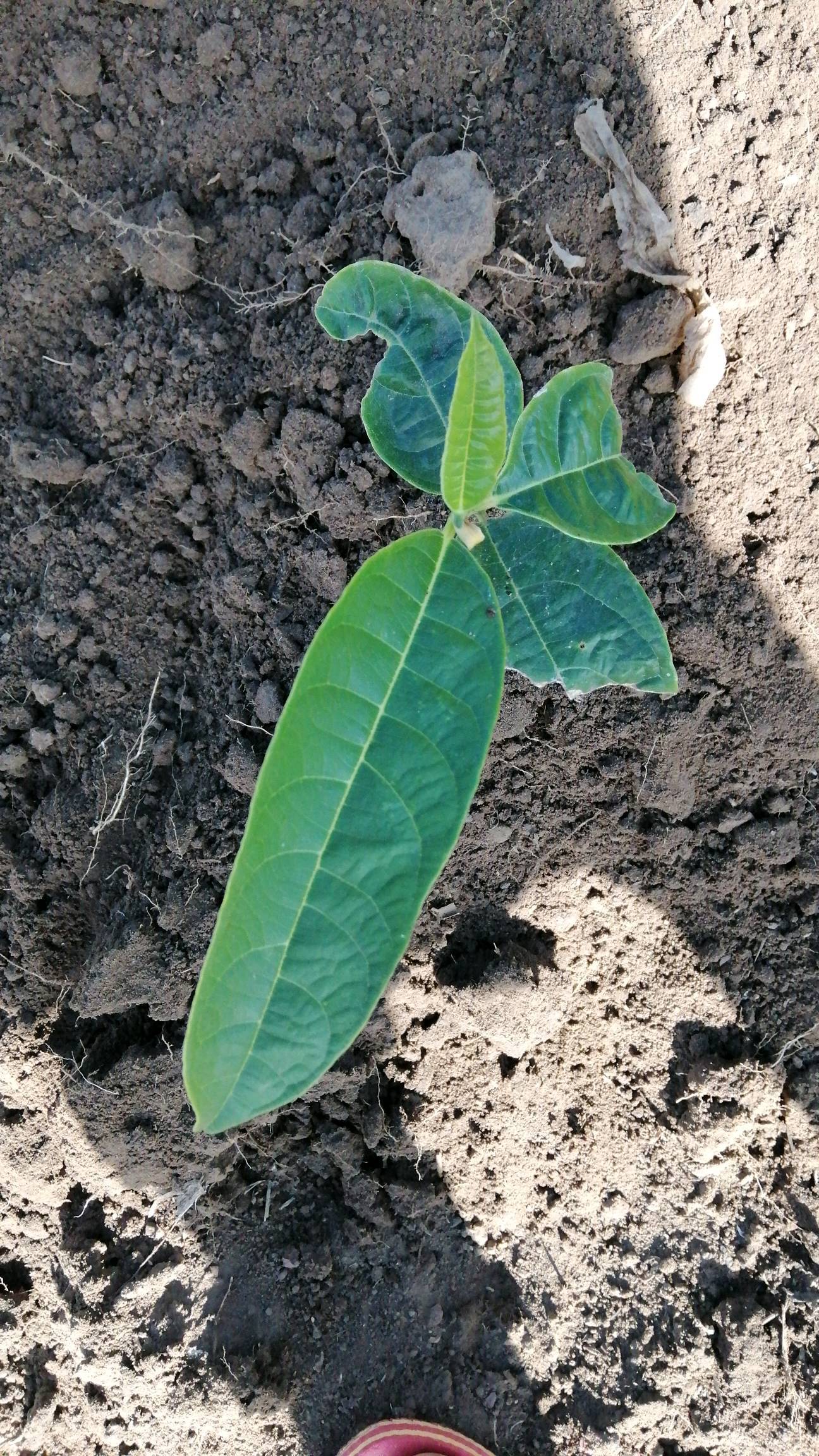 tree