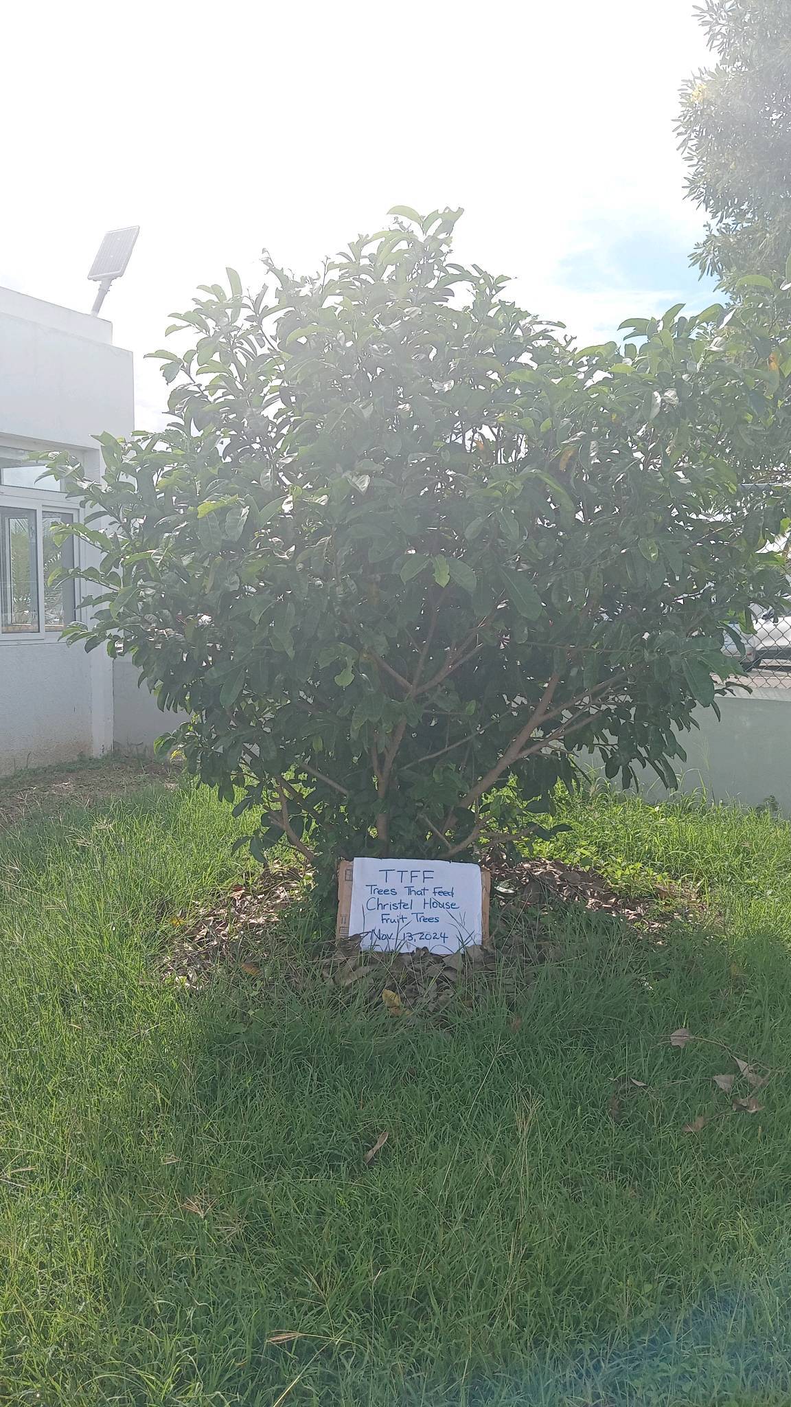 tree
