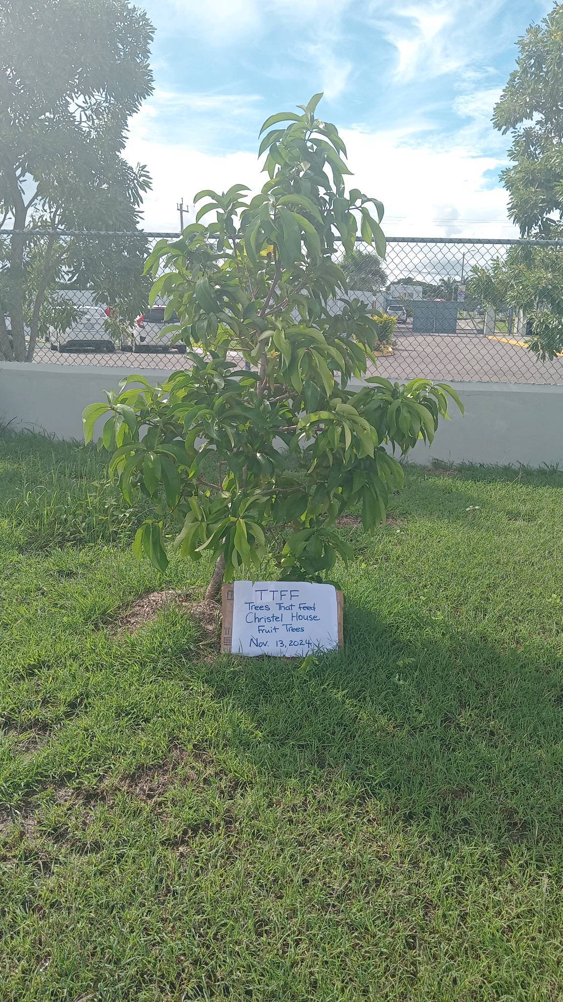 tree