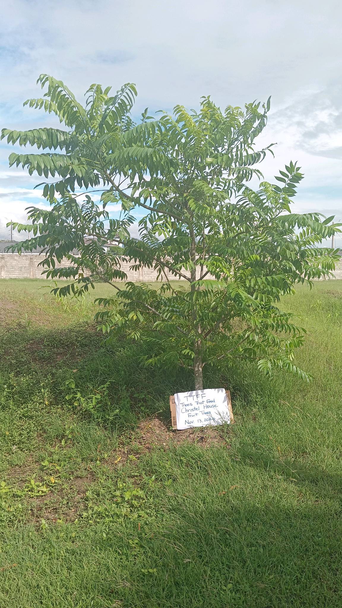 tree